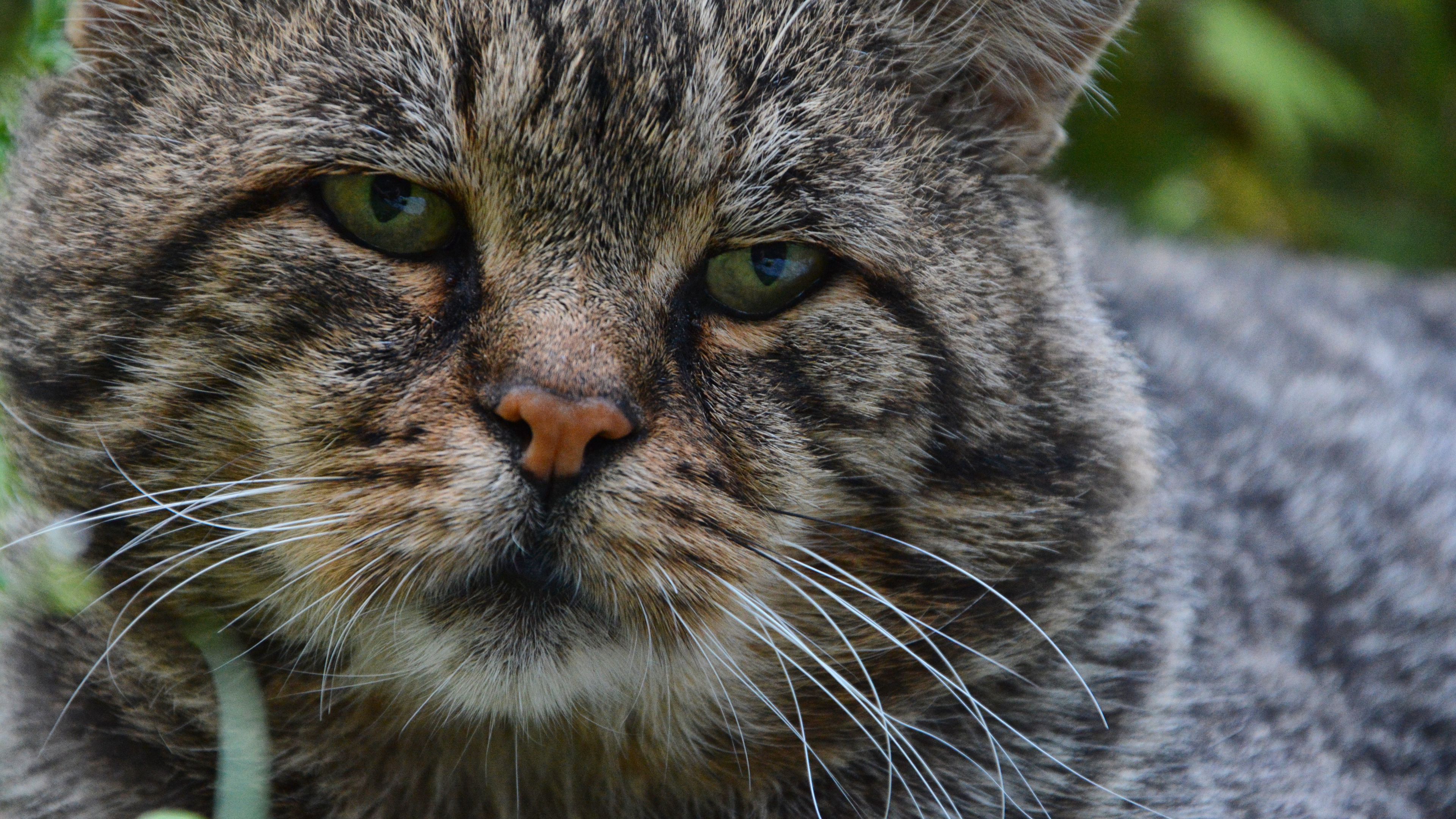 cat, muzzle, sad, 4k, HD Wallpaper