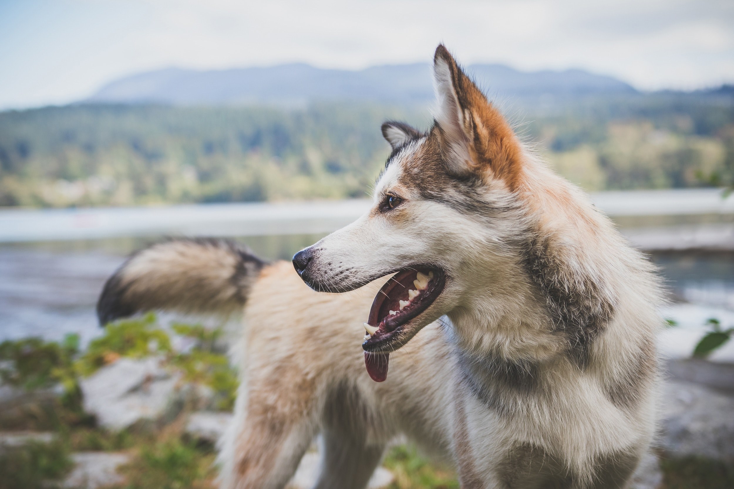 dog animal canine and husky 4k, HD Wallpaper