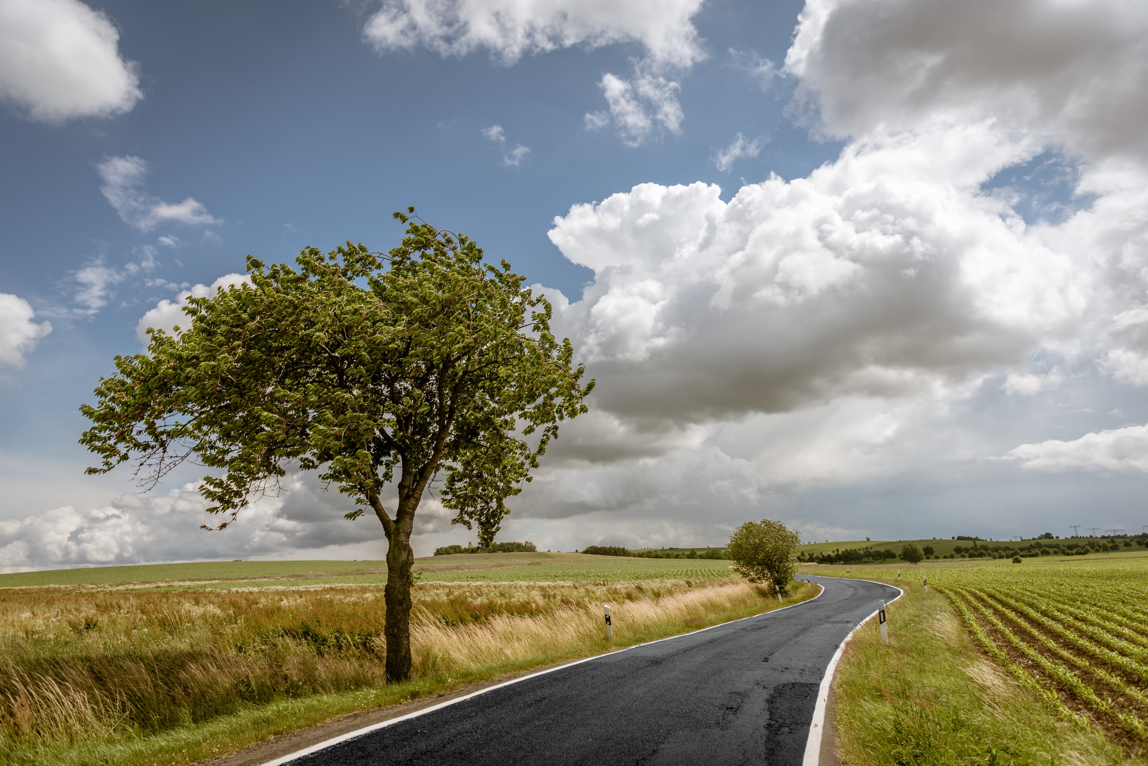 branch wood outdoor and tree 4k, HD Wallpaper