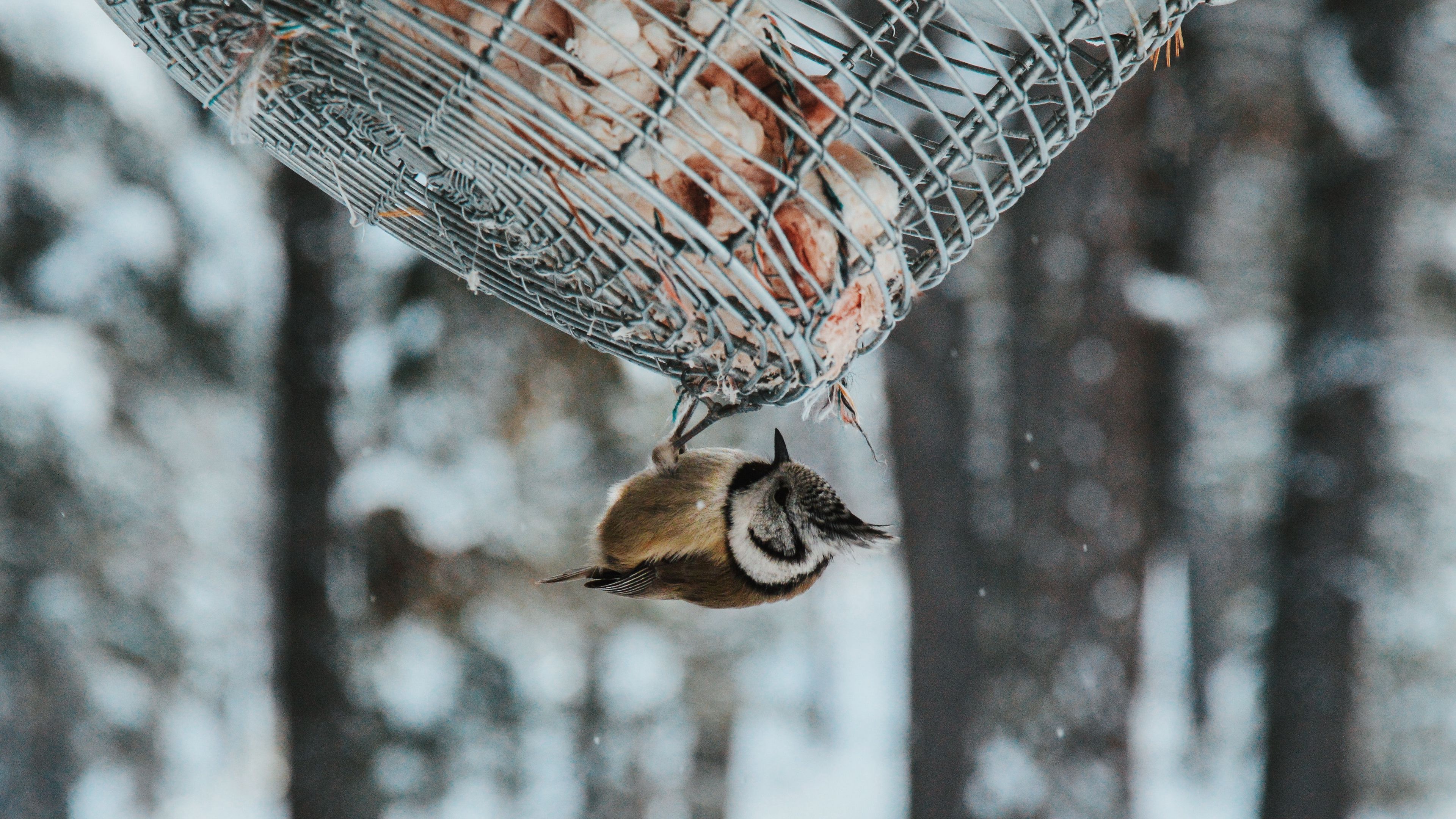 bird, stack, snow, 4k, HD Wallpaper