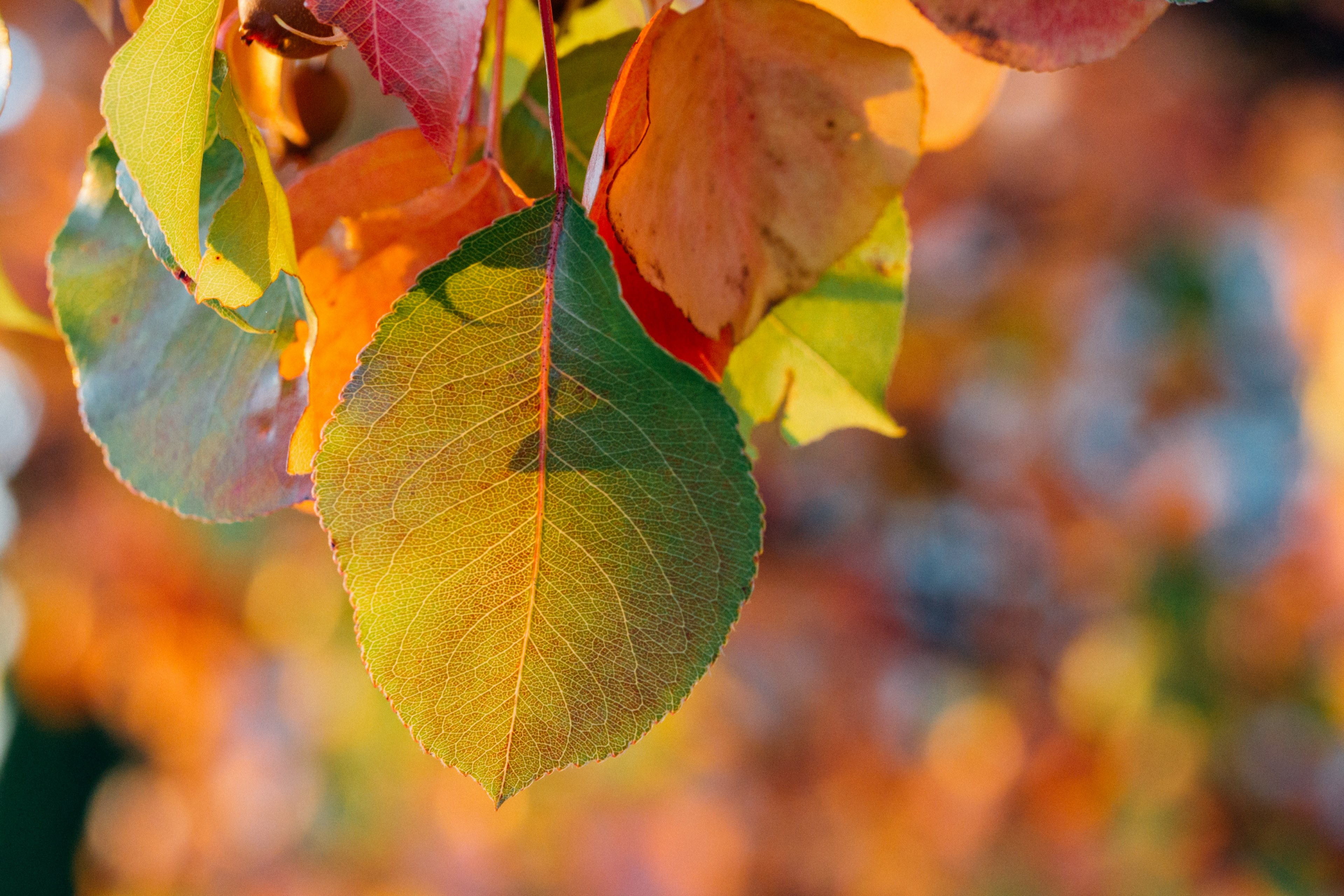 a macro shot of leaves on a tree, _macro tree leaves image 4k, HD Wallpaper