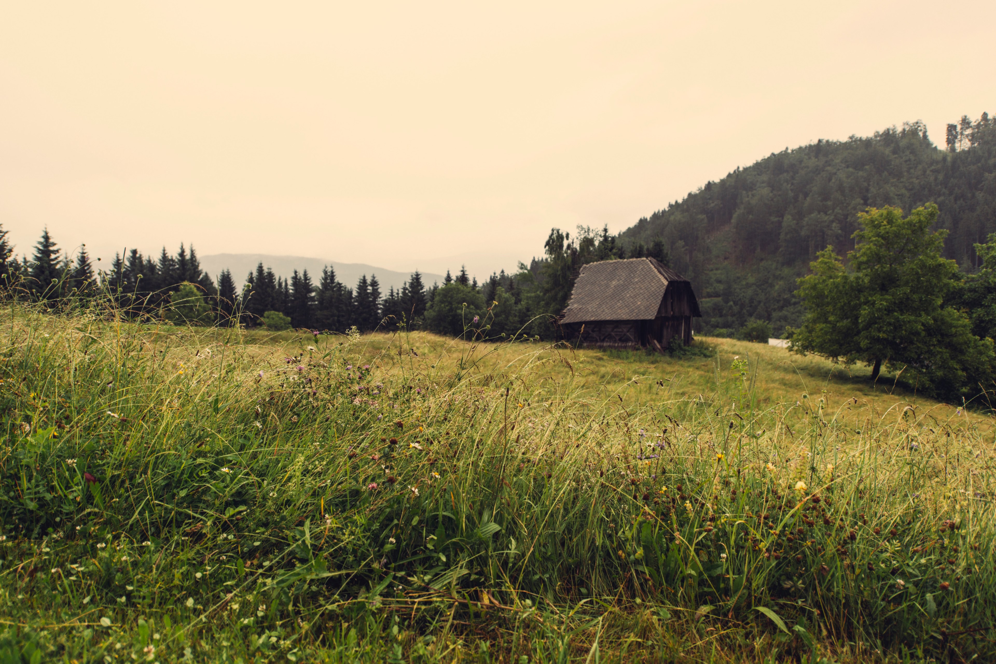 small cottage in the mountains with wildflowers grass and trees surrounding it, cottage in the mountains 4k, HD Wallpaper