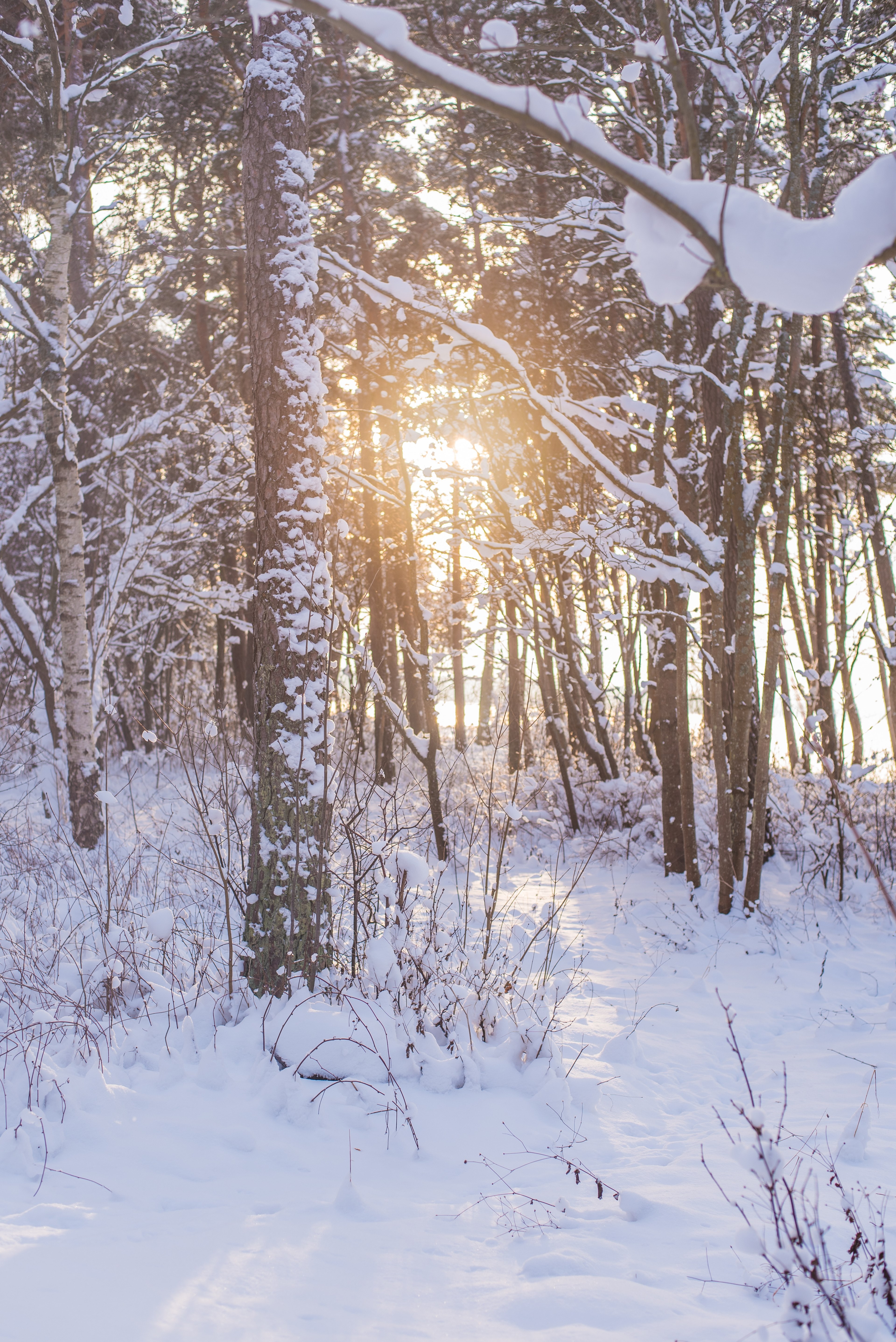 tree tallinn sunlight and sun hd, 4k, Phone HD Wallpaper