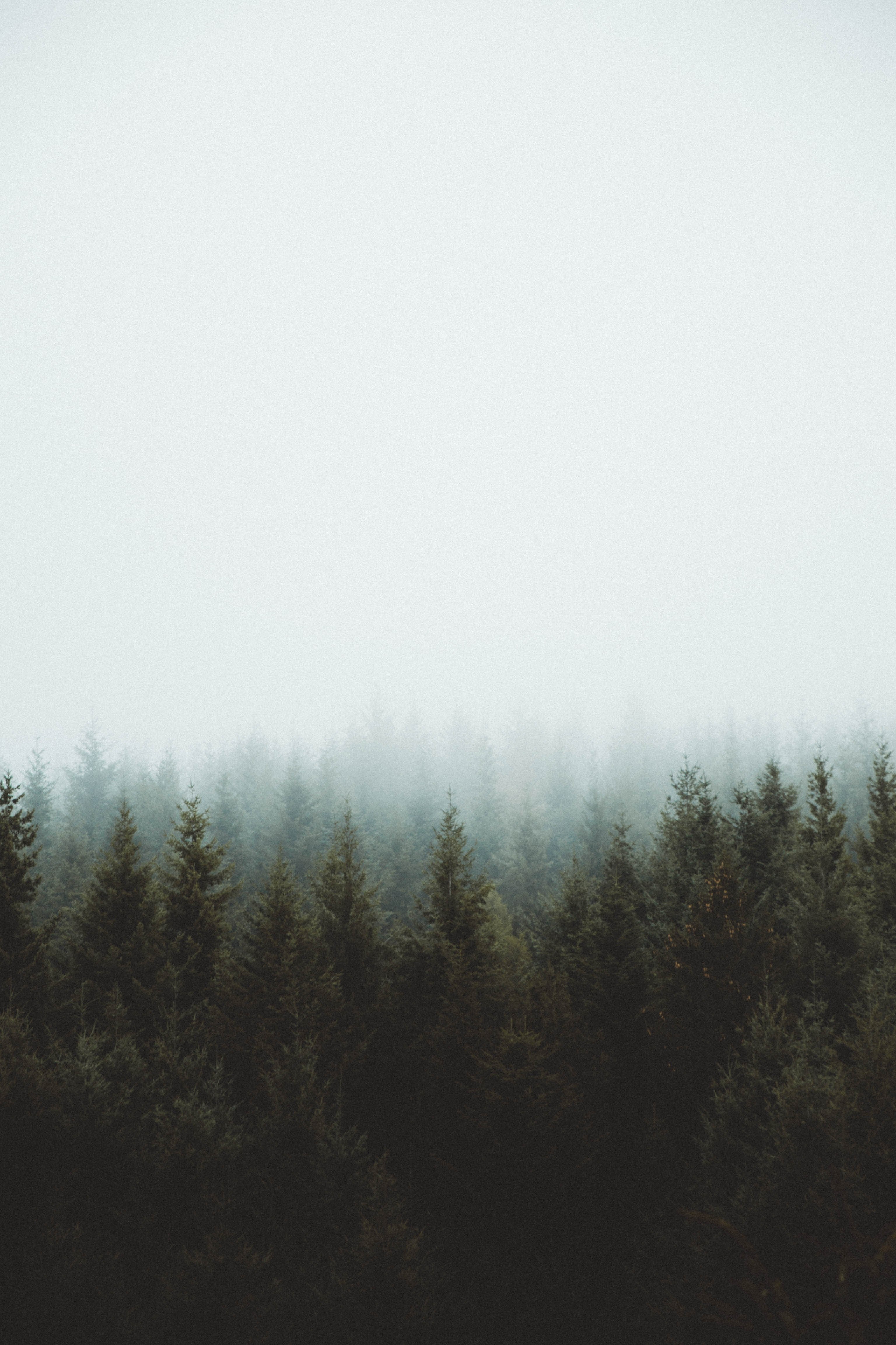 stay wild_ 4k, Phone HD Wallpaper