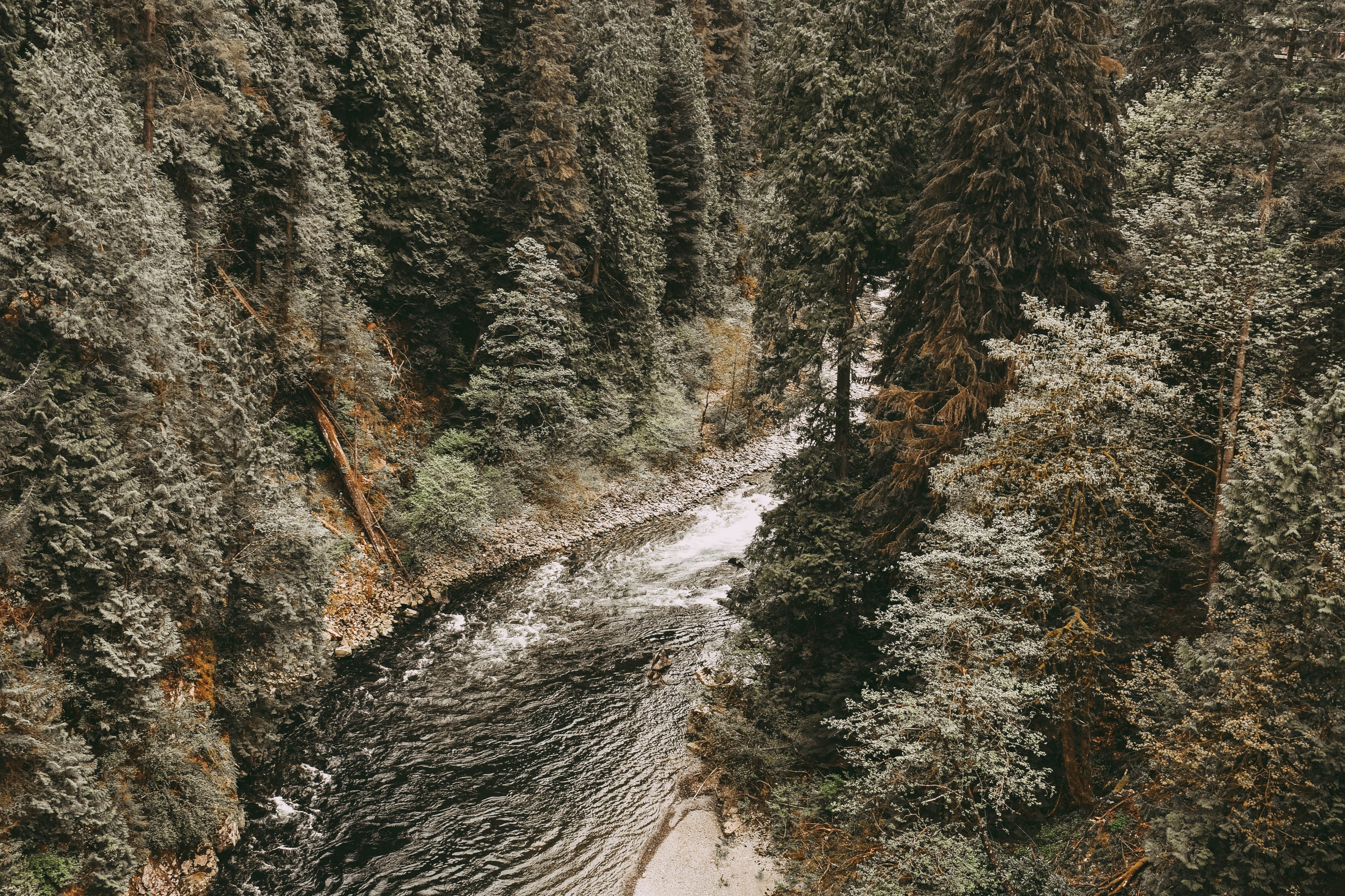 a bend in a bubbling river in an evergreen forest, river bend 4k, HD Wallpaper