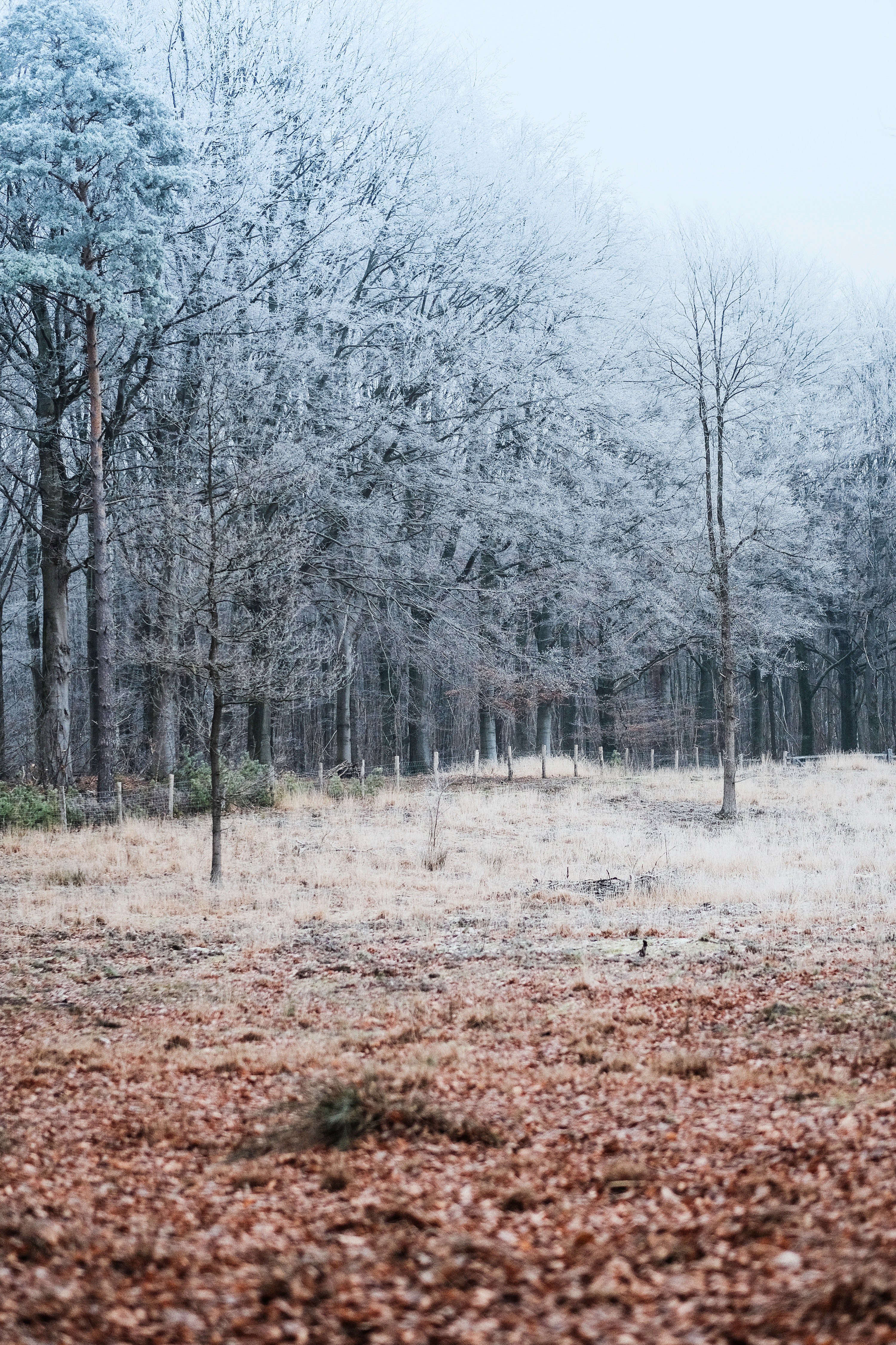 a small fence and frozen grass near frost covered trees, winter 4k, Phone HD Wallpaper