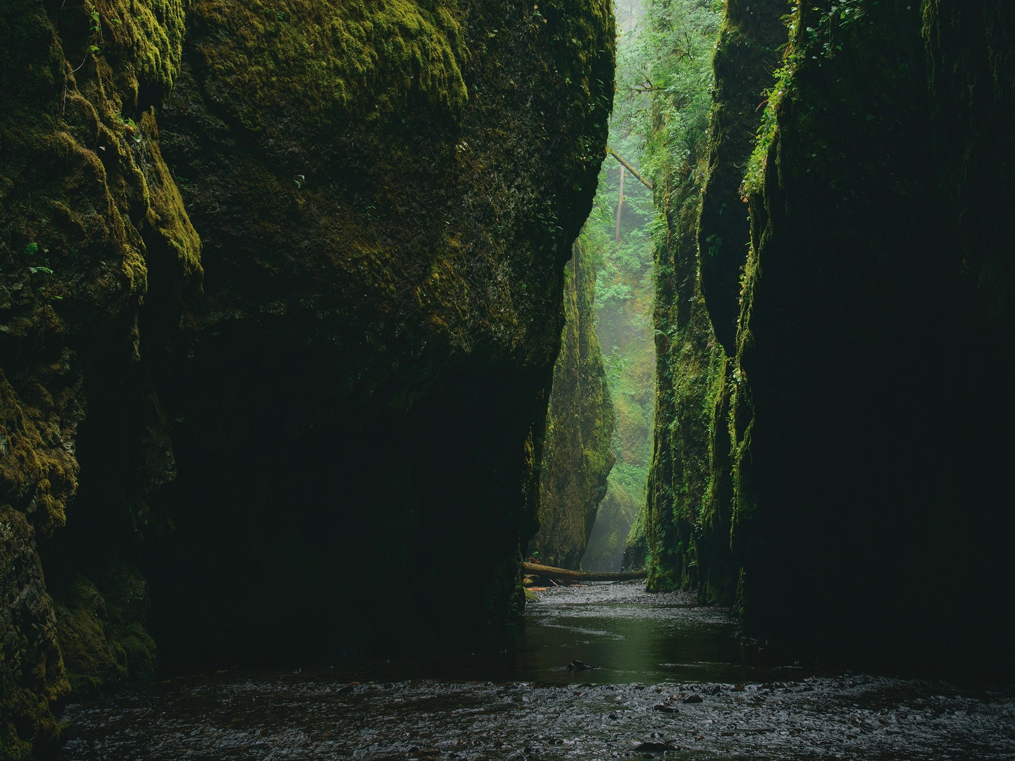 a river in a gorge with moss on its walls in oregon, mossy gorge 4k, HD Wallpaper
