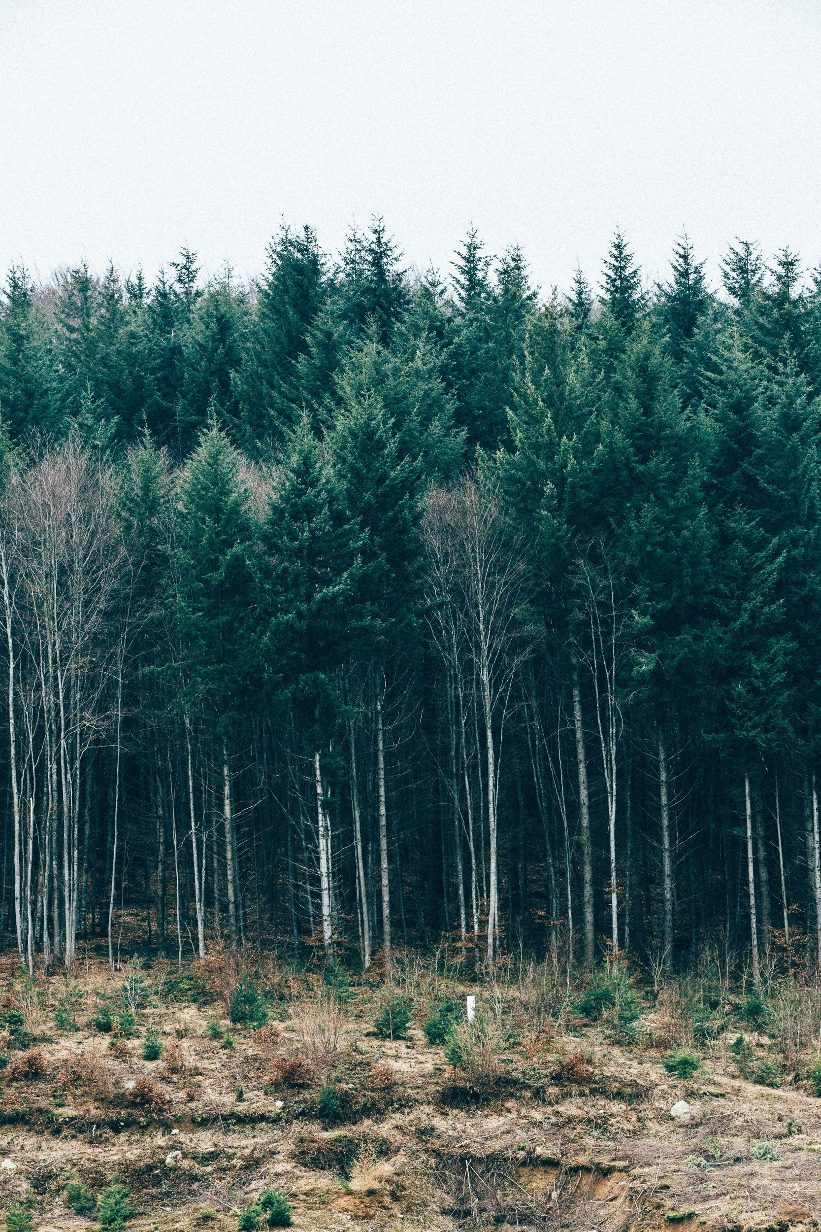 go forest lake and tree hd, 4k, Phone HD Wallpaper
