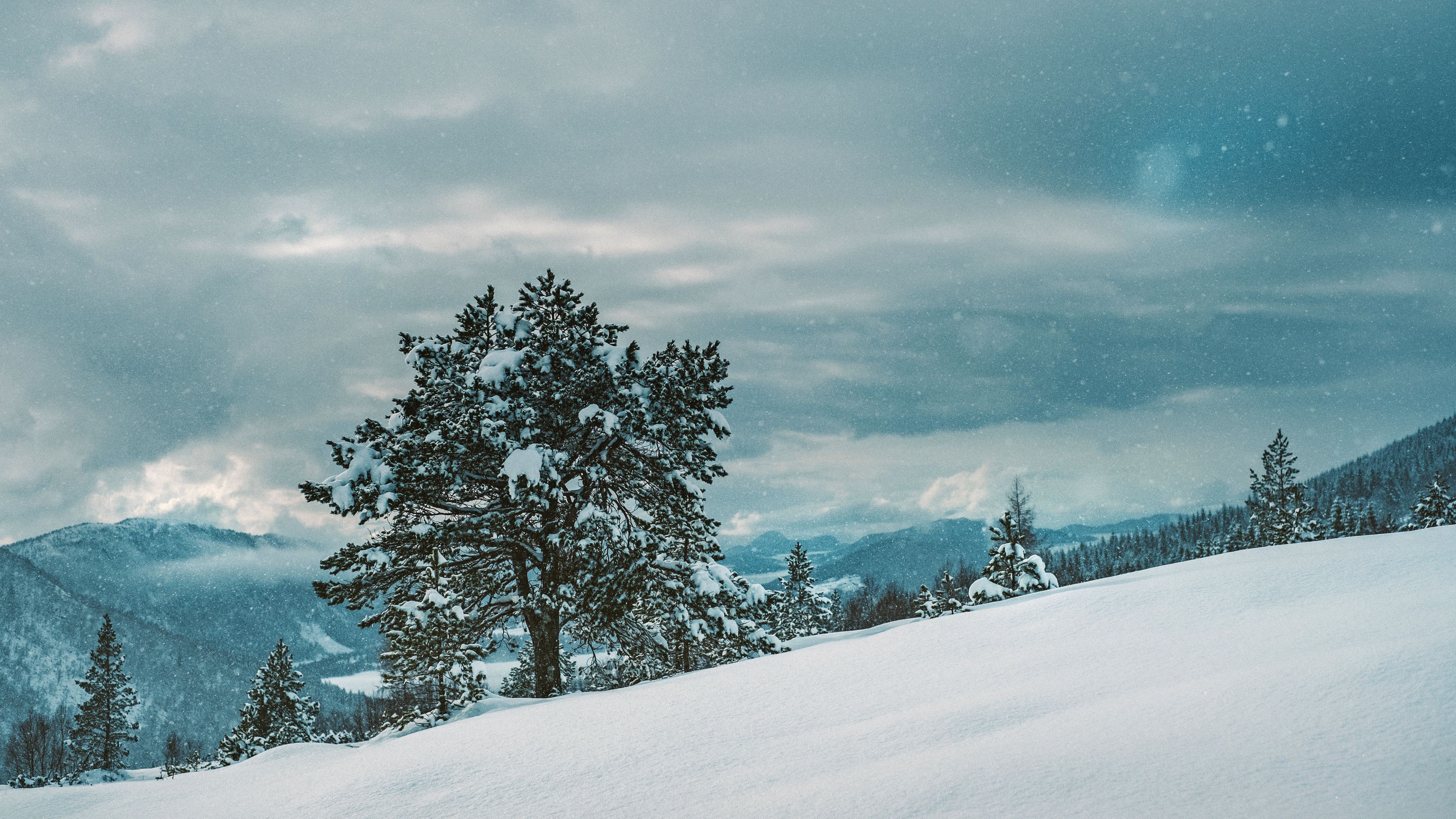 tree, snow, winter, 4k, HD Wallpaper