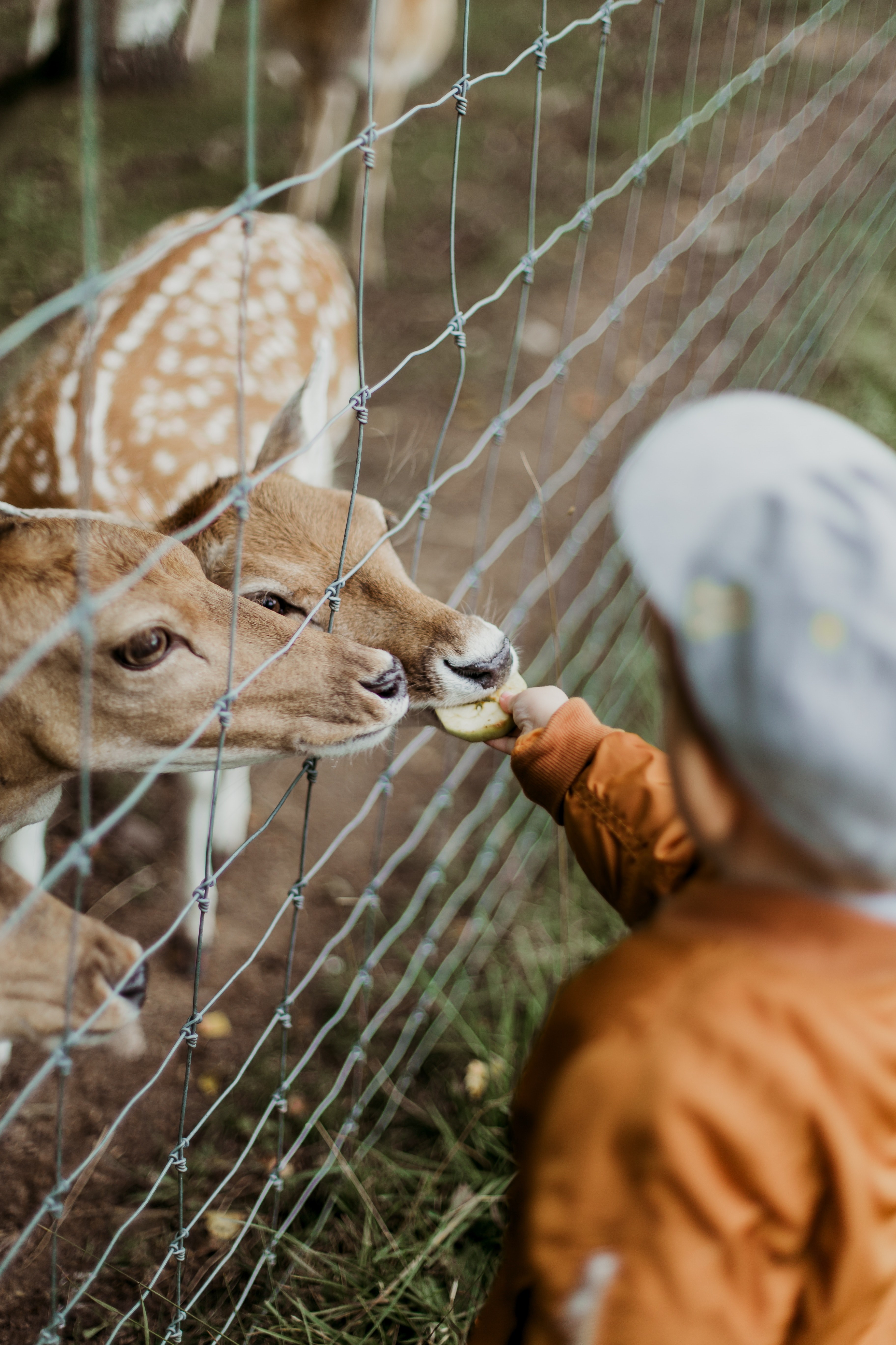 deer child feeding deer feed and fence hd, 4k, Phone HD Wallpaper