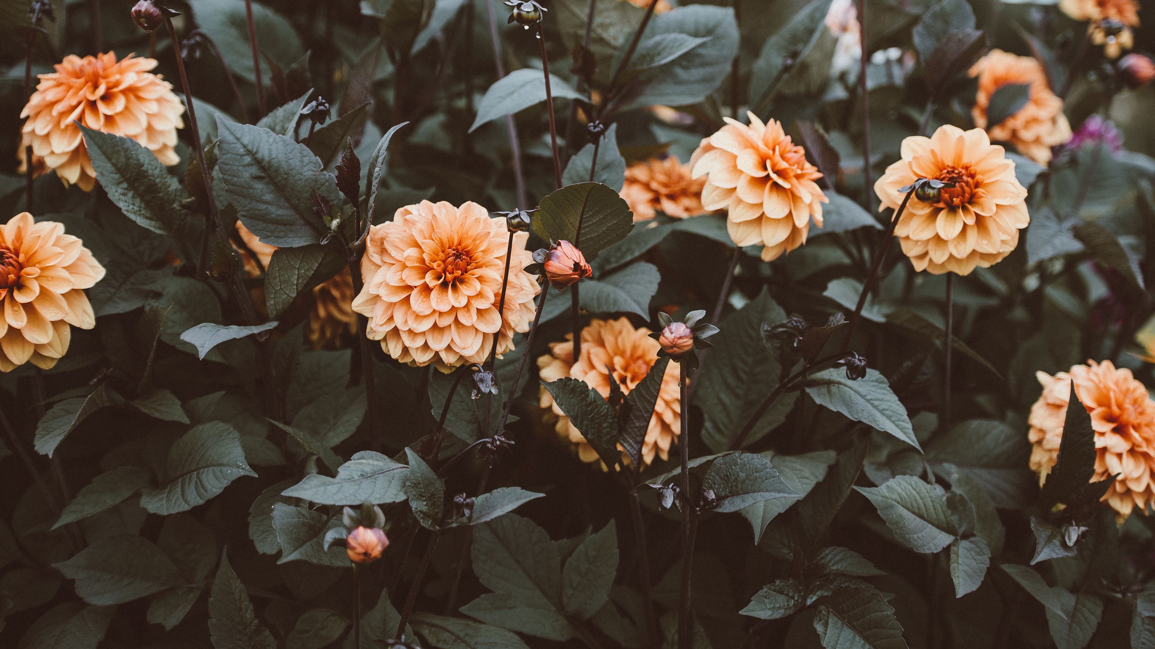 flowers, flowerbeds, buds, 4k, HD Wallpaper
