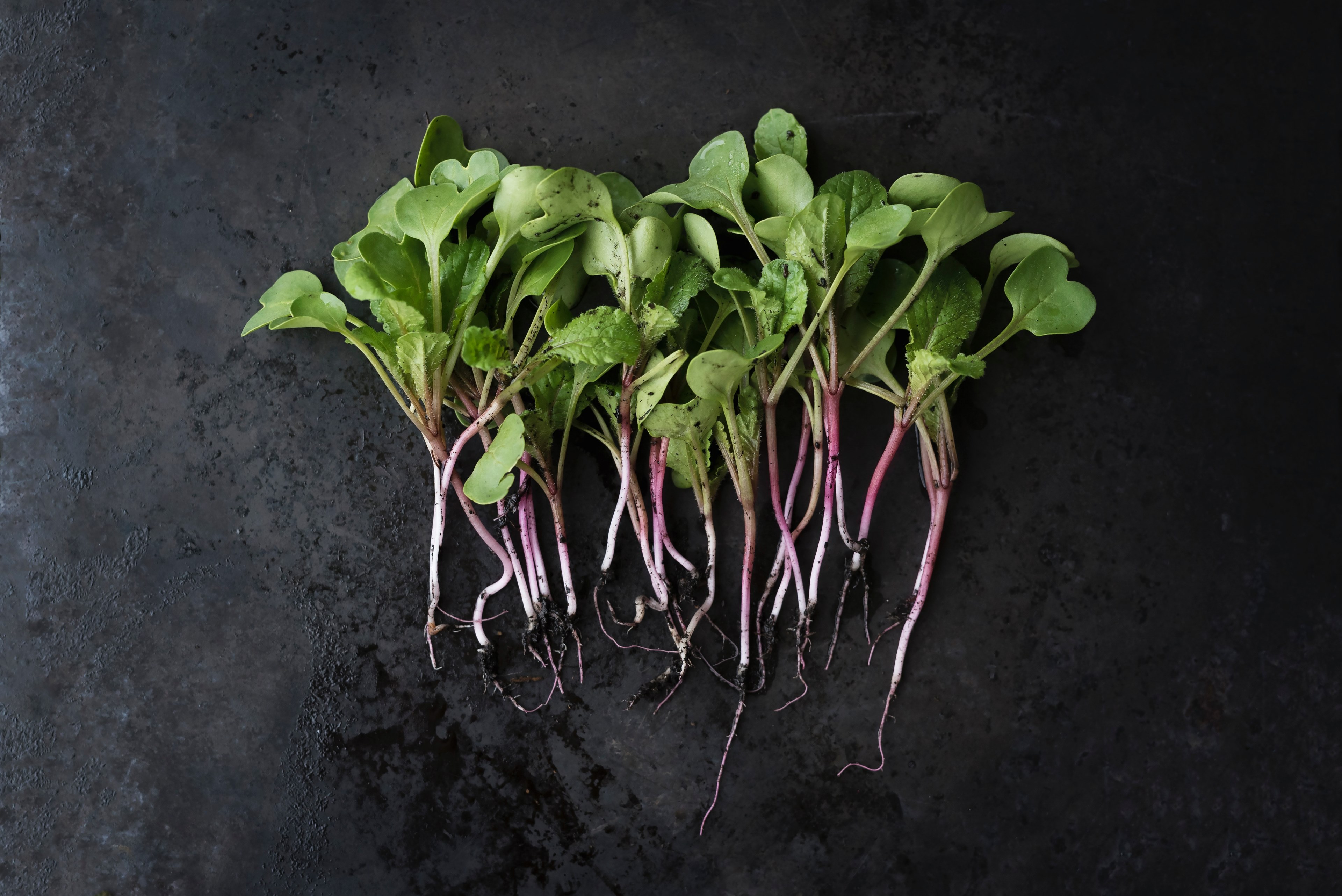harvest of green garden herbs with dirt and roots, watermelon radish sprouts 4k, HD Wallpaper