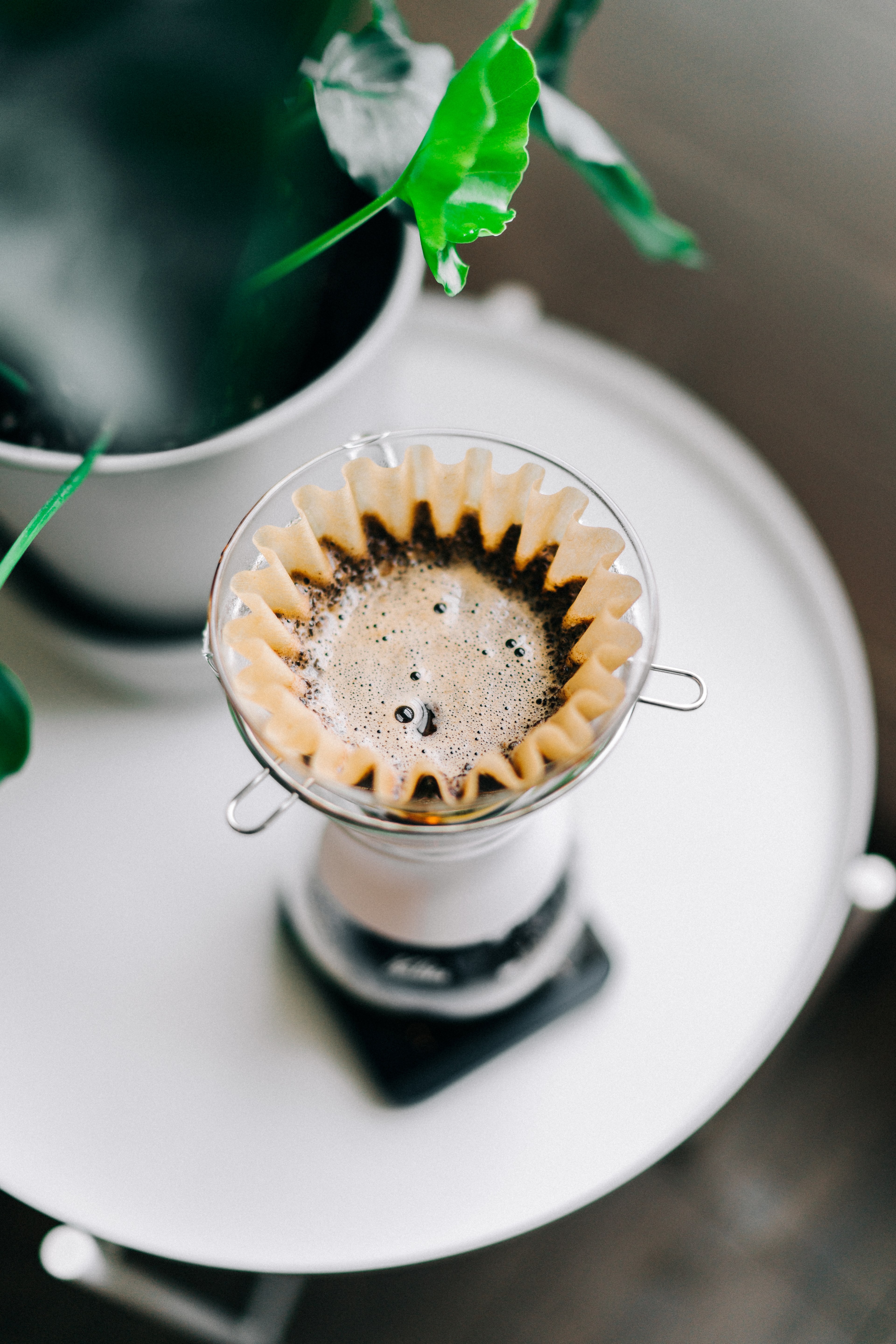 coffee filtering through a small filter beside a potted plant, making drip coffee 4k, Phone HD Wallpaper