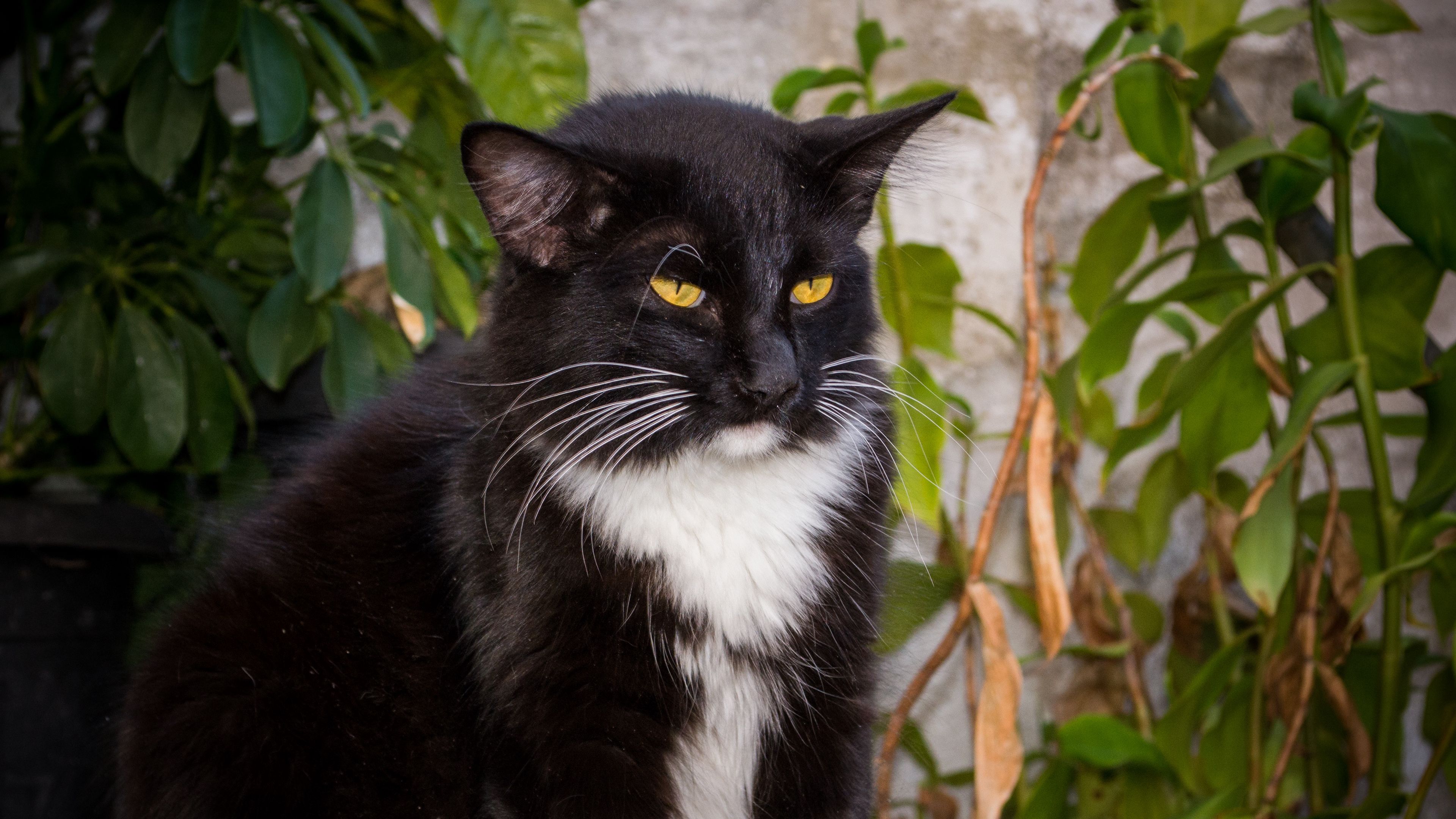 cat, wise, look, brooding, 4k, HD Wallpaper