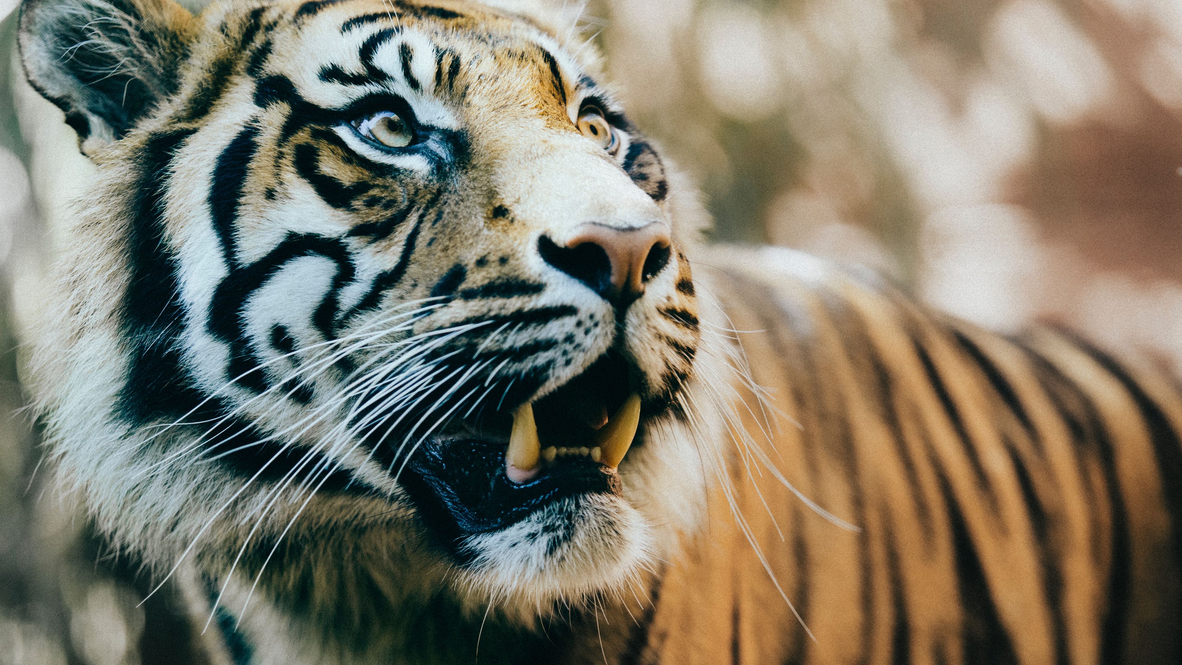 tiger, predator, fangs, muzzle, 4k, HD Wallpaper
