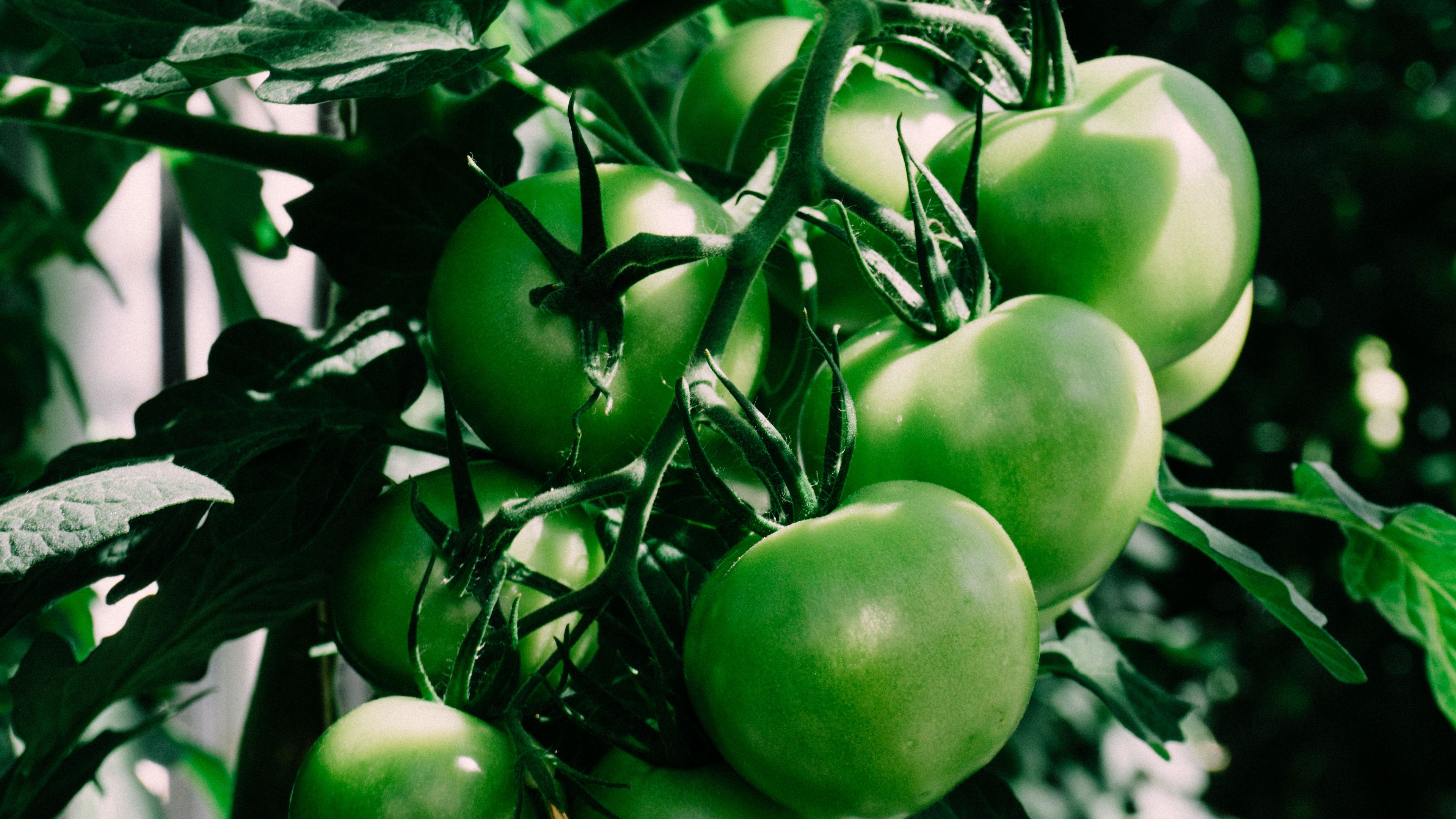 tomatoes, branch, green, shadow, 4k, HD Wallpaper