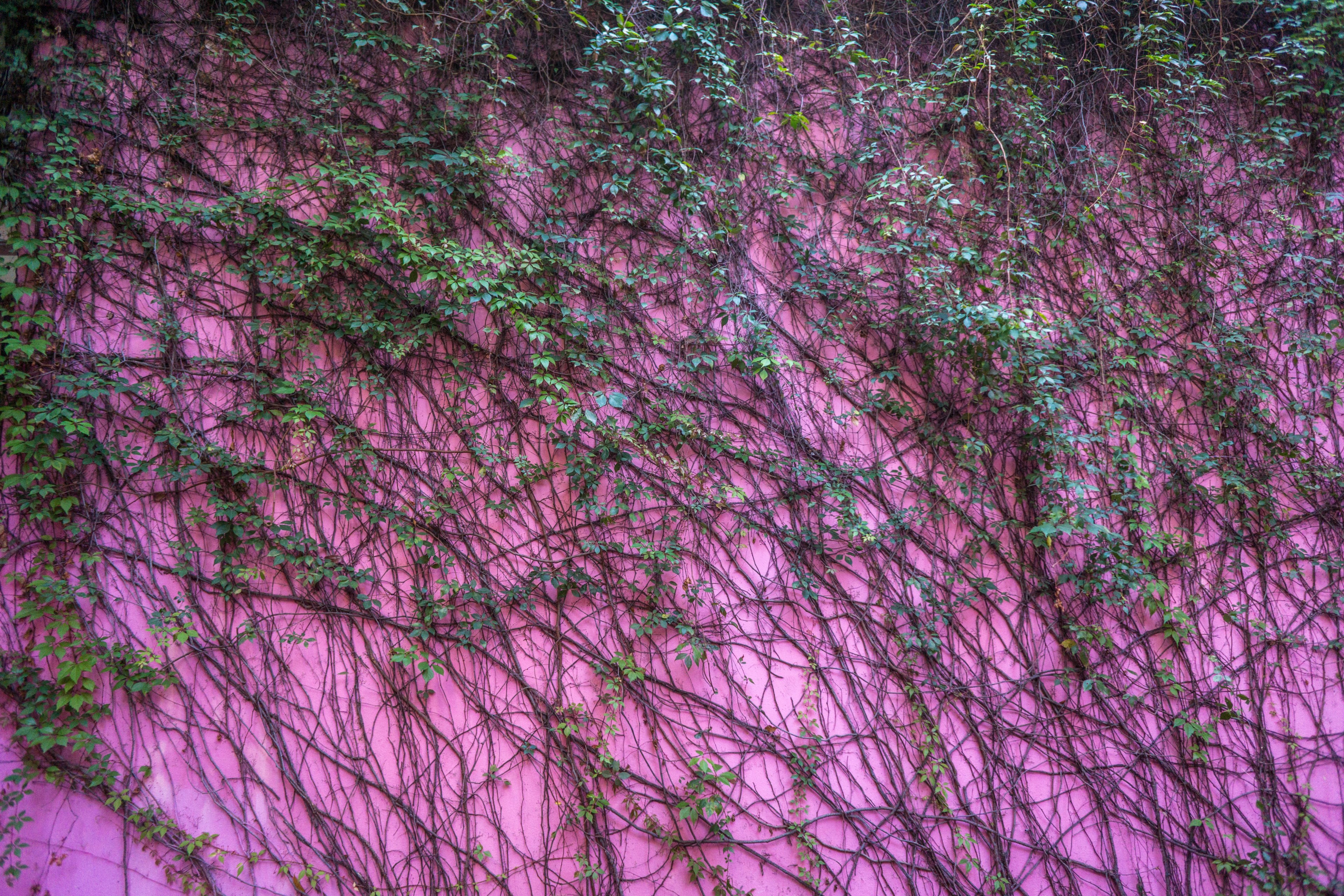 courtyard color leafe and vine 4k, HD Wallpaper