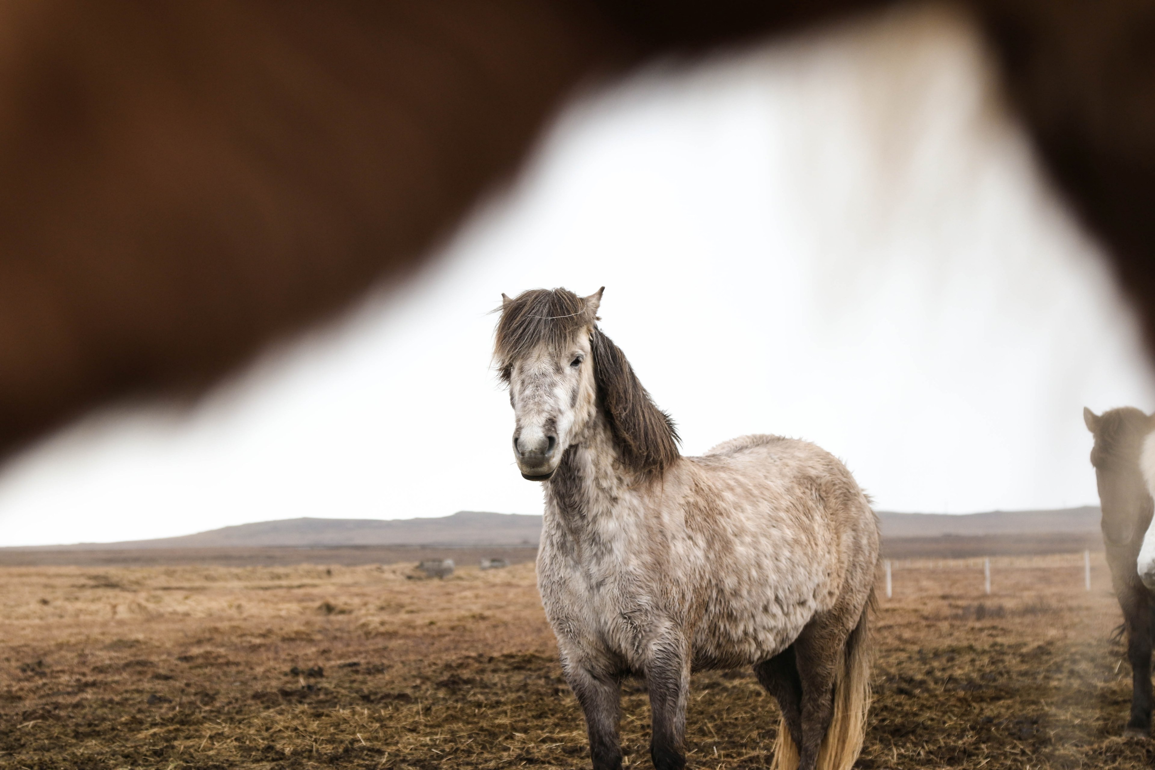 icelandic pony 4k, HD Wallpaper