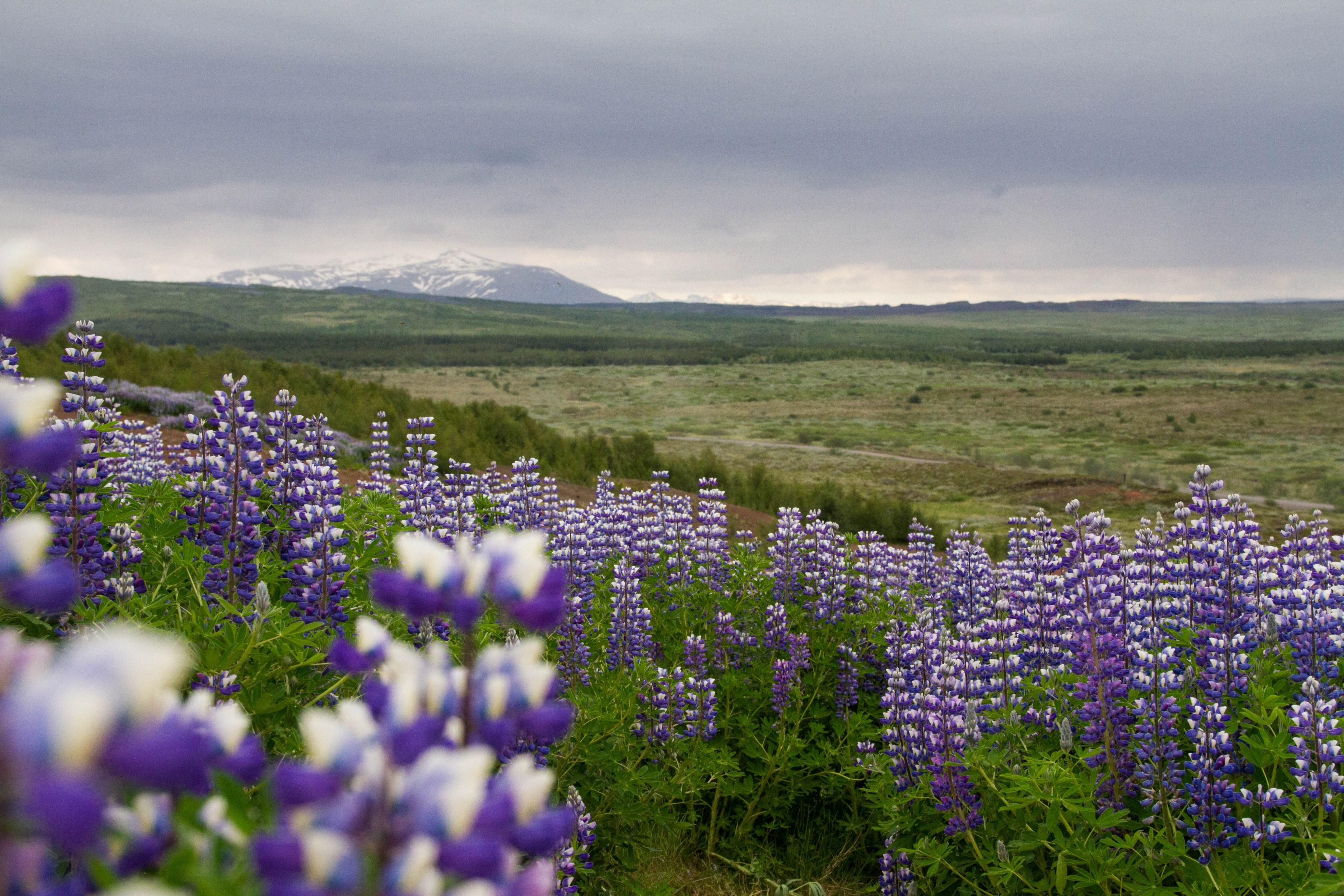 field of purple and white wildflowers on the prairie, prairie wildflowers 4k, HD Wallpaper