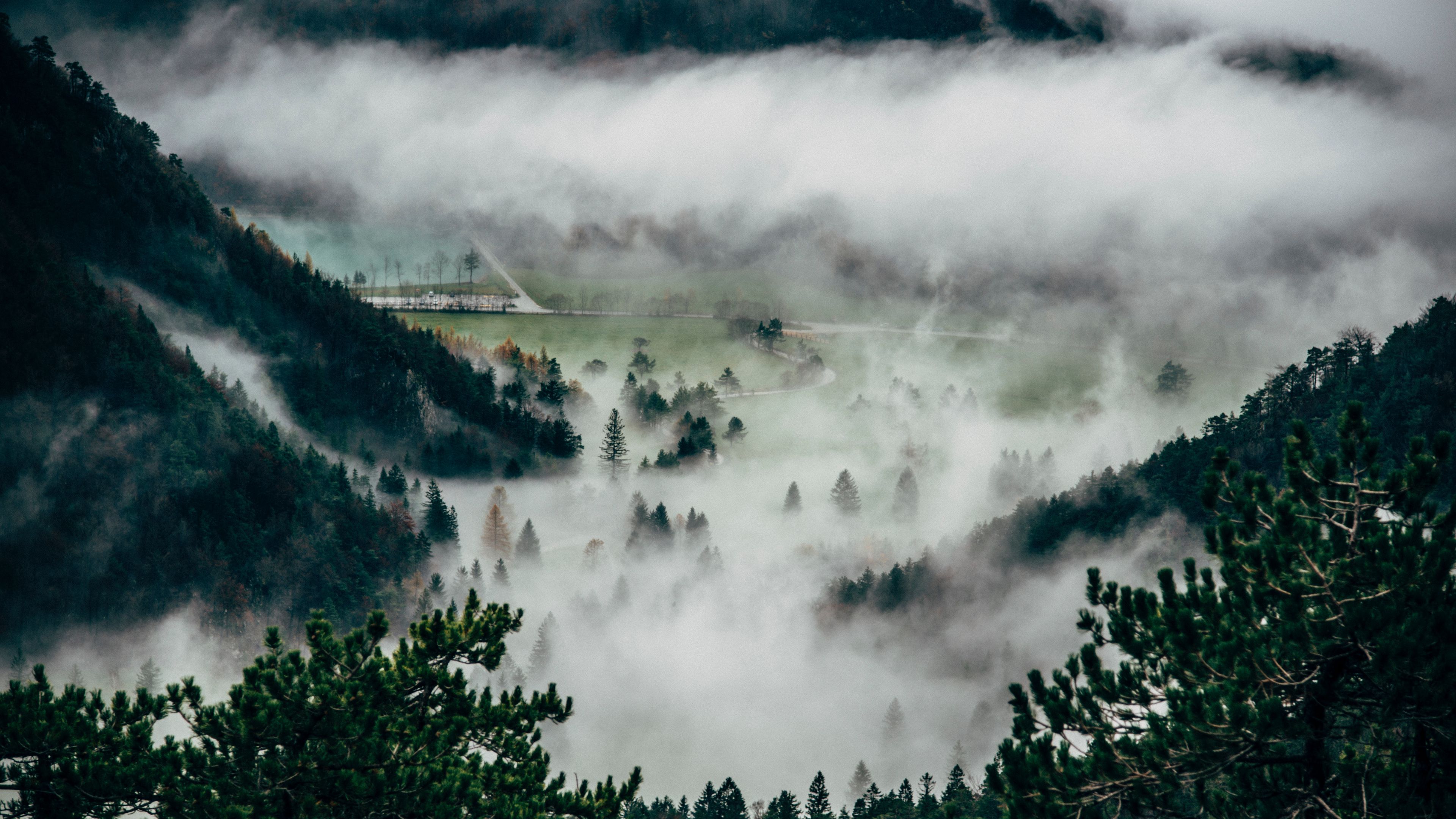 trees, fog, mountains, summit, 4k, HD Wallpaper