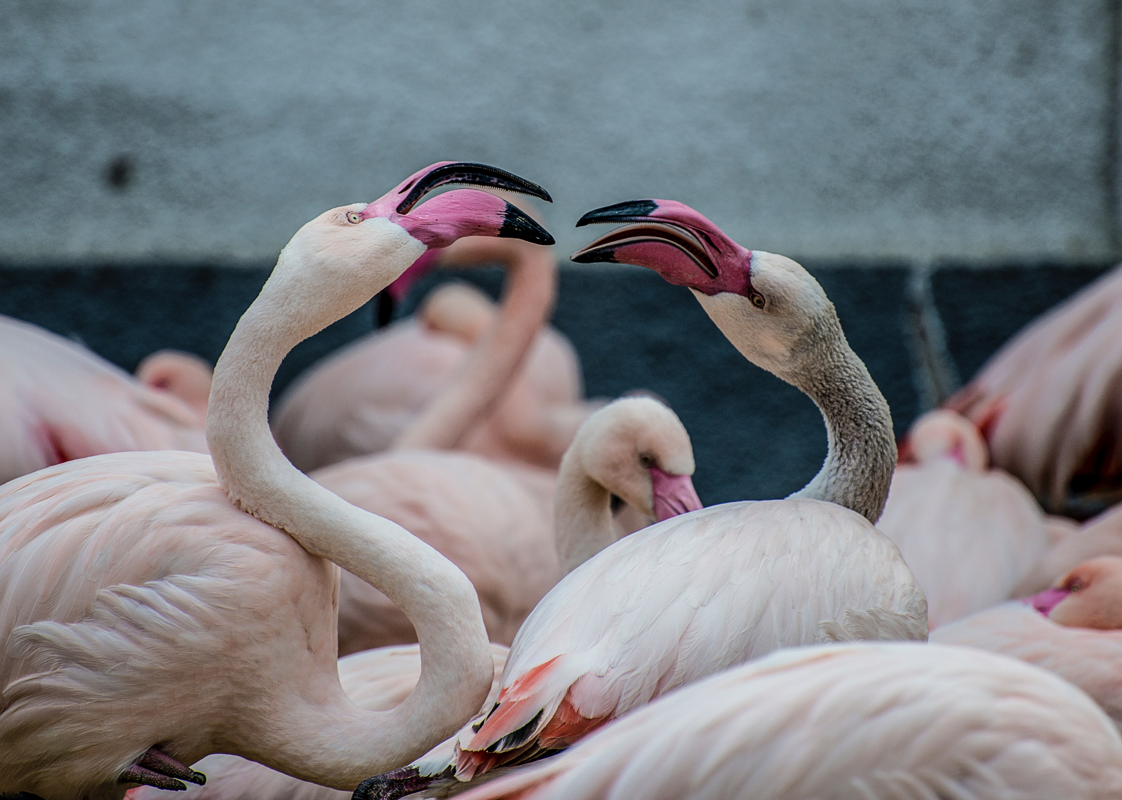 flamingos fight each other among a flock of birds in budapest, wild flamingos 4k, HD Wallpaper