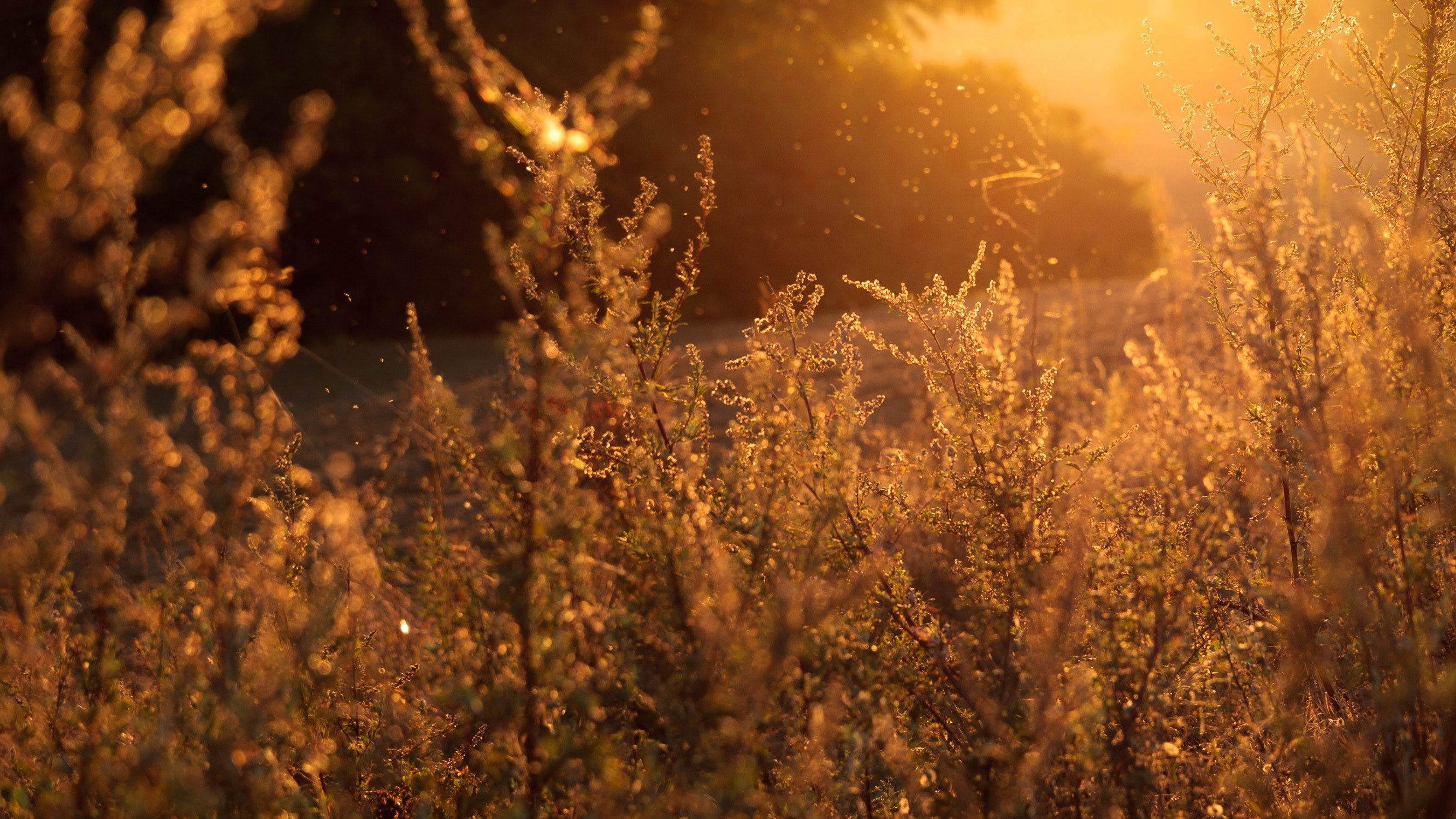 flowering shrubs swaying in the wind under warm setting sun, swaying shrubs at dusk 4k, HD Wallpaper