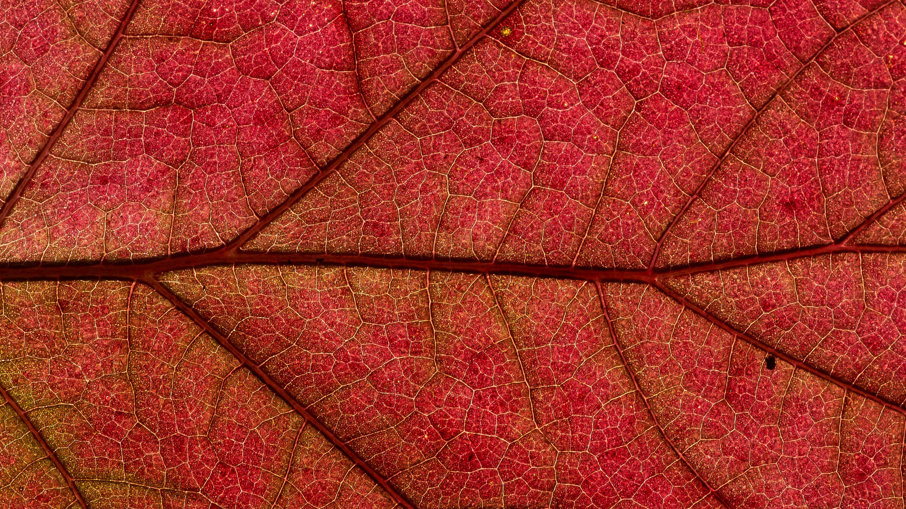 leaf, macro, red, plant, 4k, HD Wallpaper