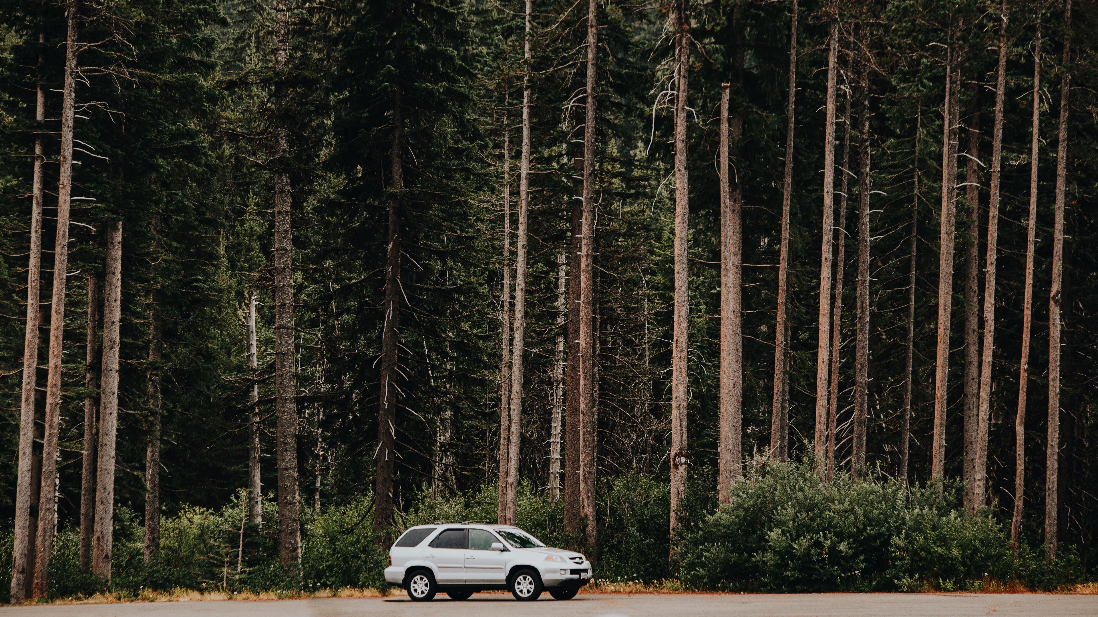 car, trees, side view, 4k, HD Wallpaper