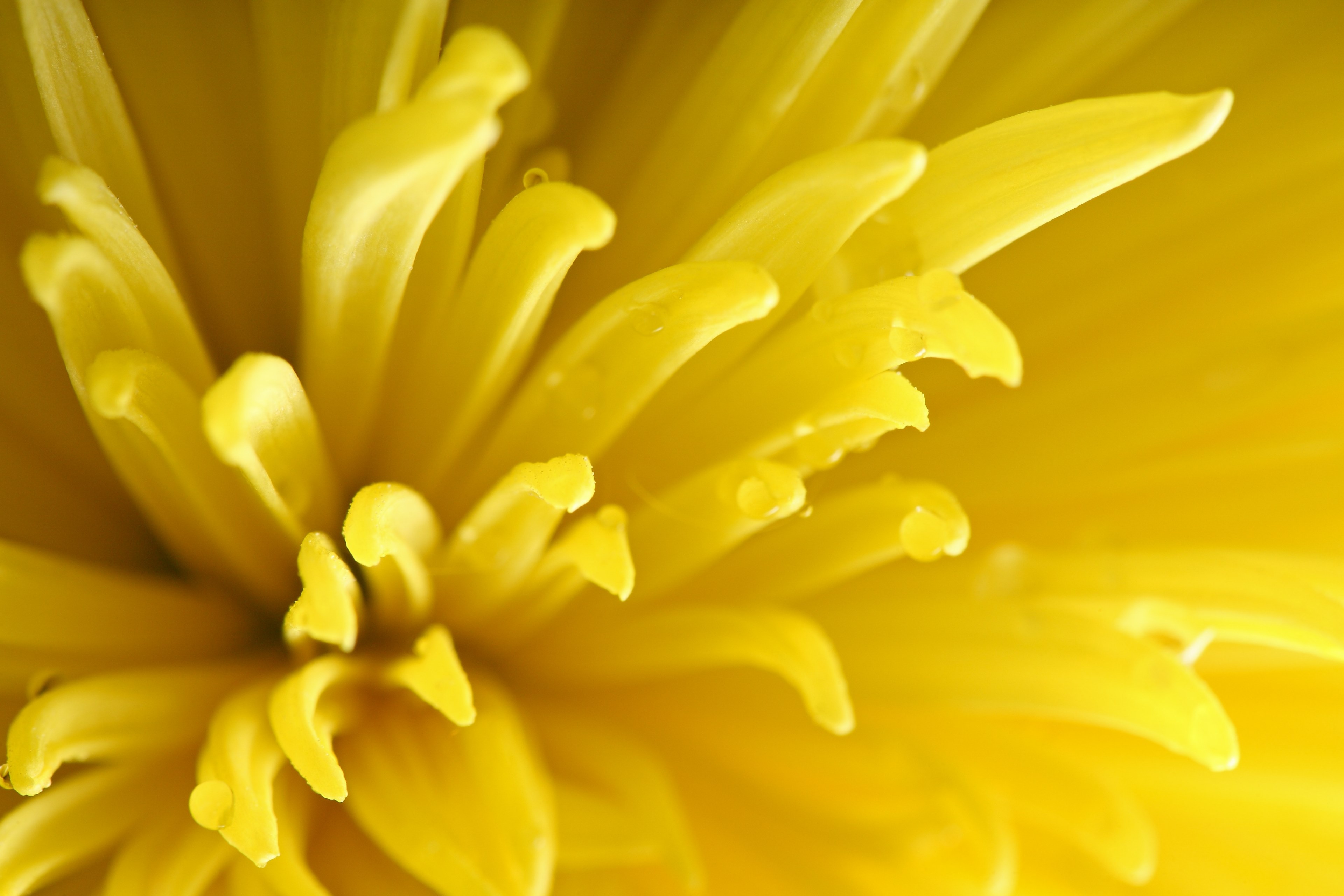 a macro shot of dewdrops on long yellow flower petals, dewdrops on yellow petals 4k, HD Wallpaper