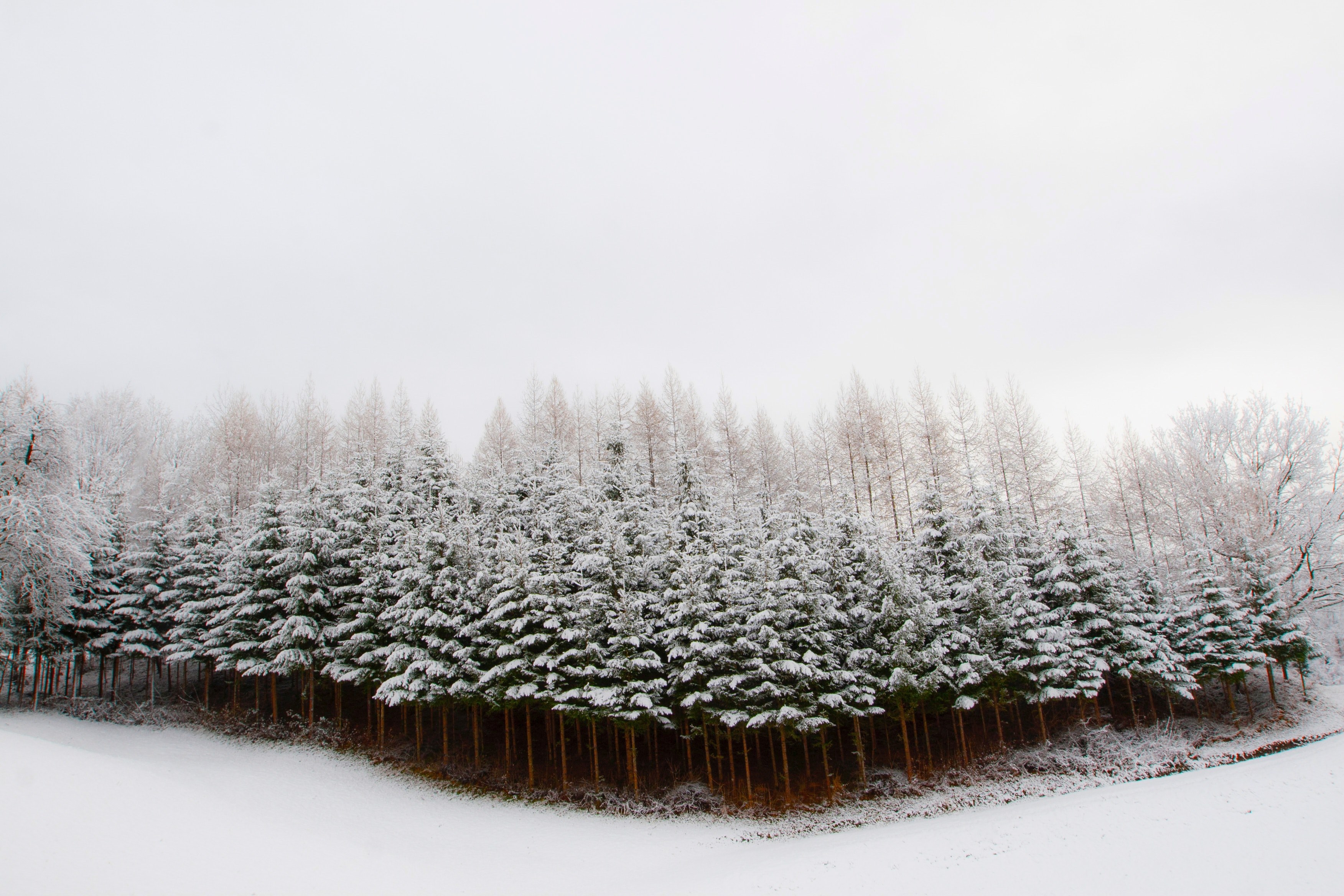 tree woodland forest and snow 4k, HD Wallpaper