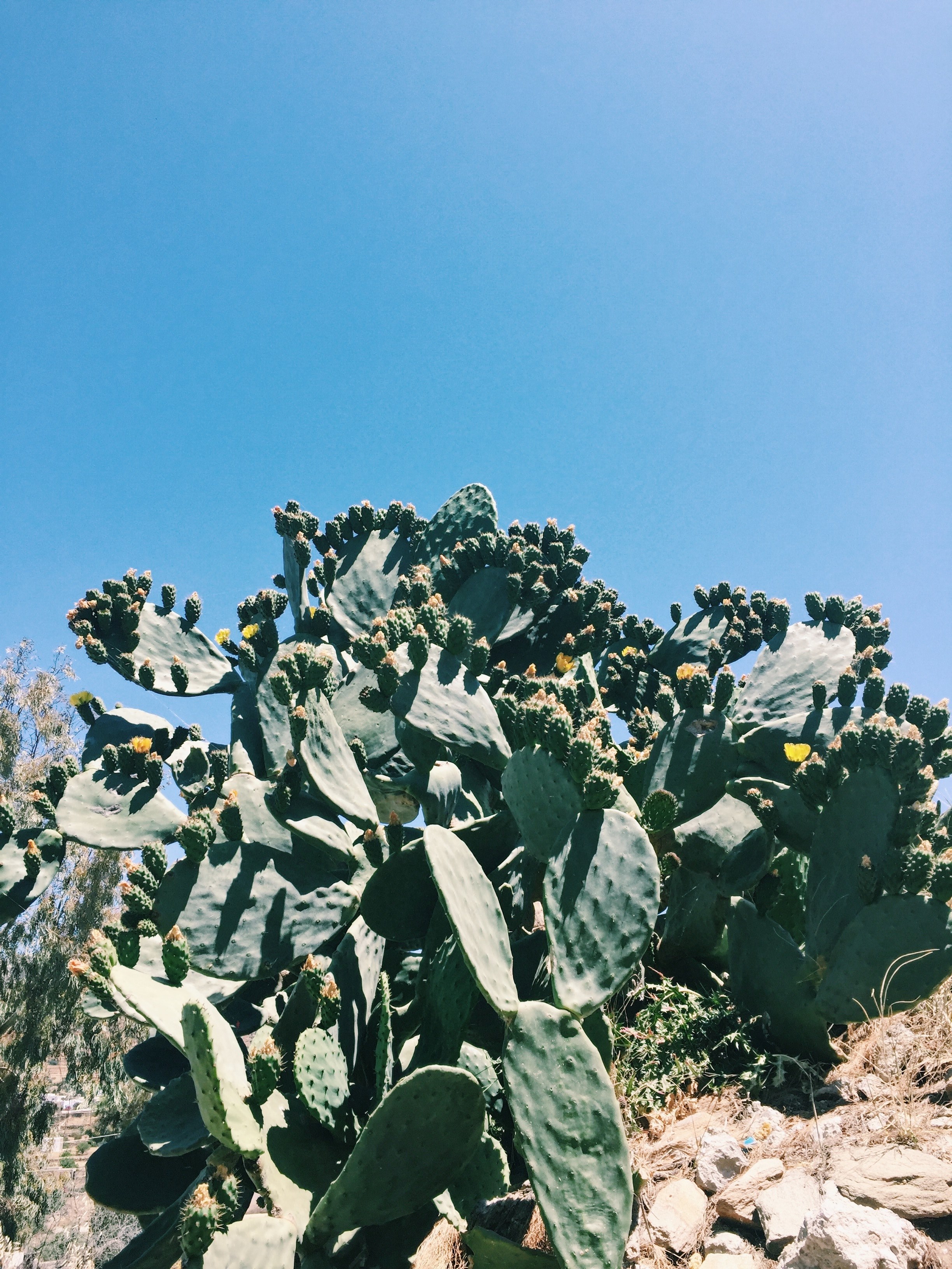 nature spikey summer and cactu hd, 4k, Phone HD Wallpaper