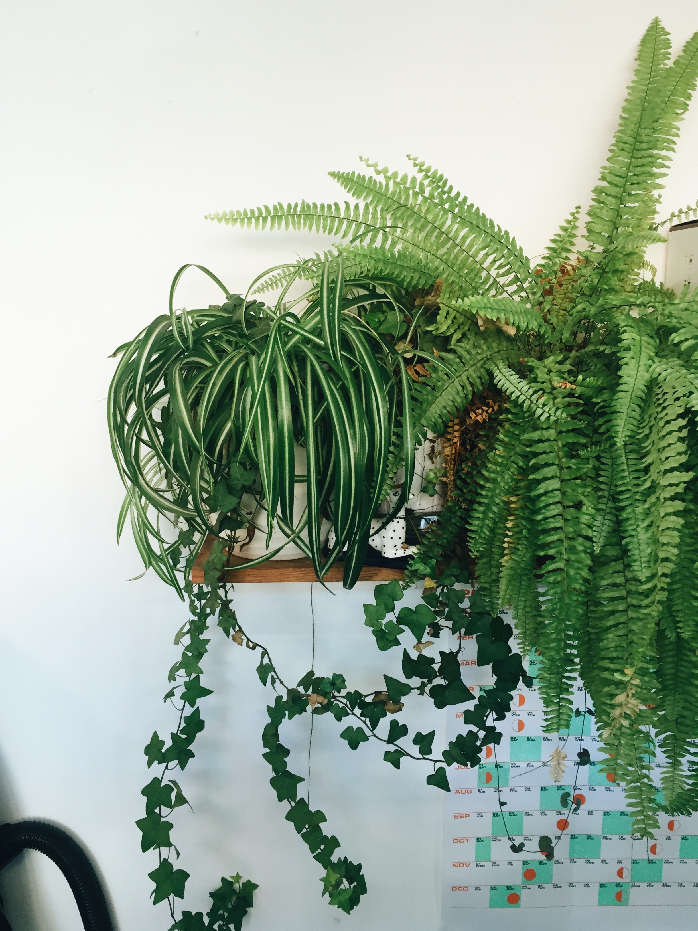 green simple ferm and indoor plant hd, 4k, Phone HD Wallpaper