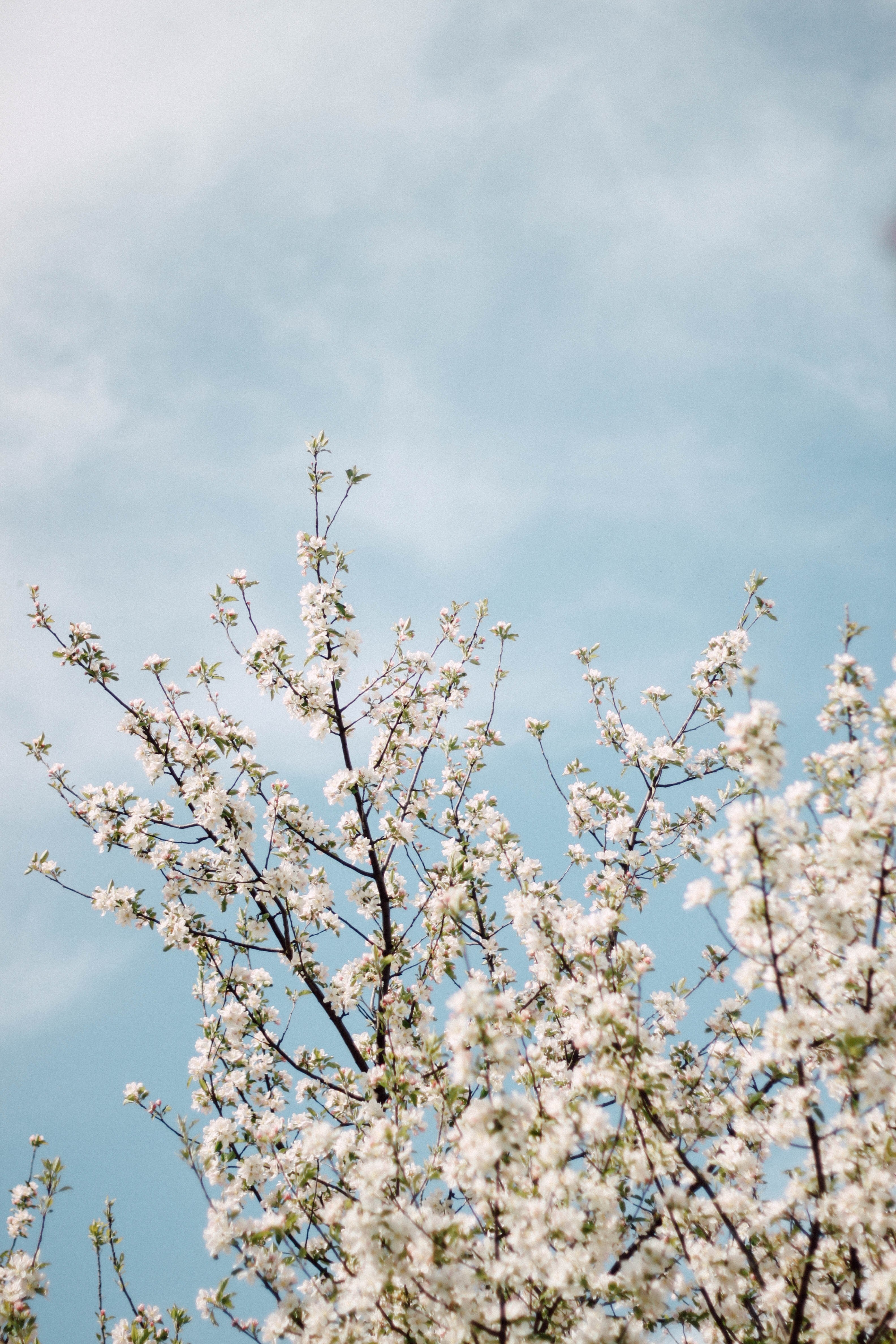 cloud outdoor tree and grass hd, 4k, Phone HD Wallpaper