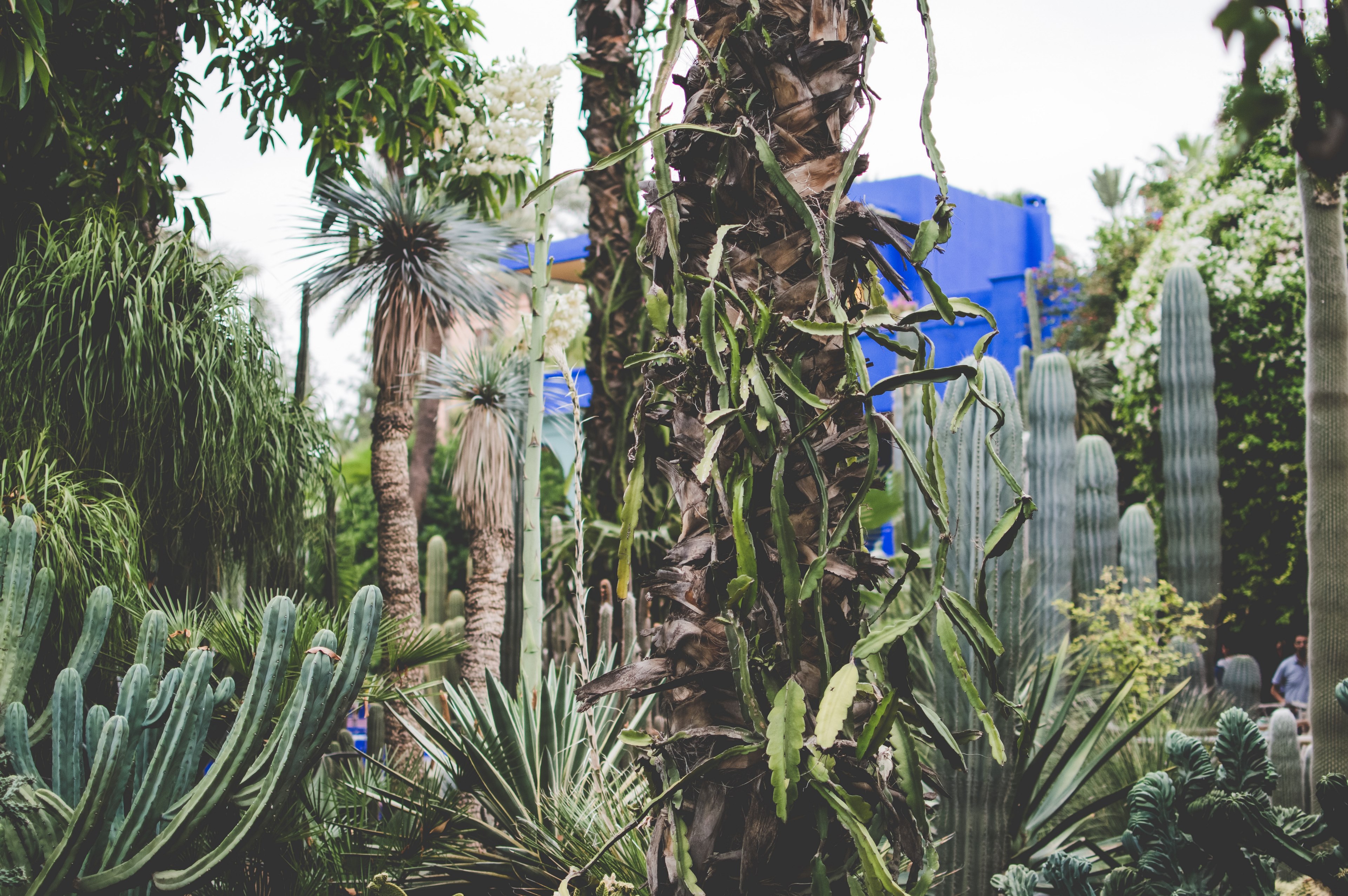 cactu cacti plant and palm 4k, HD Wallpaper