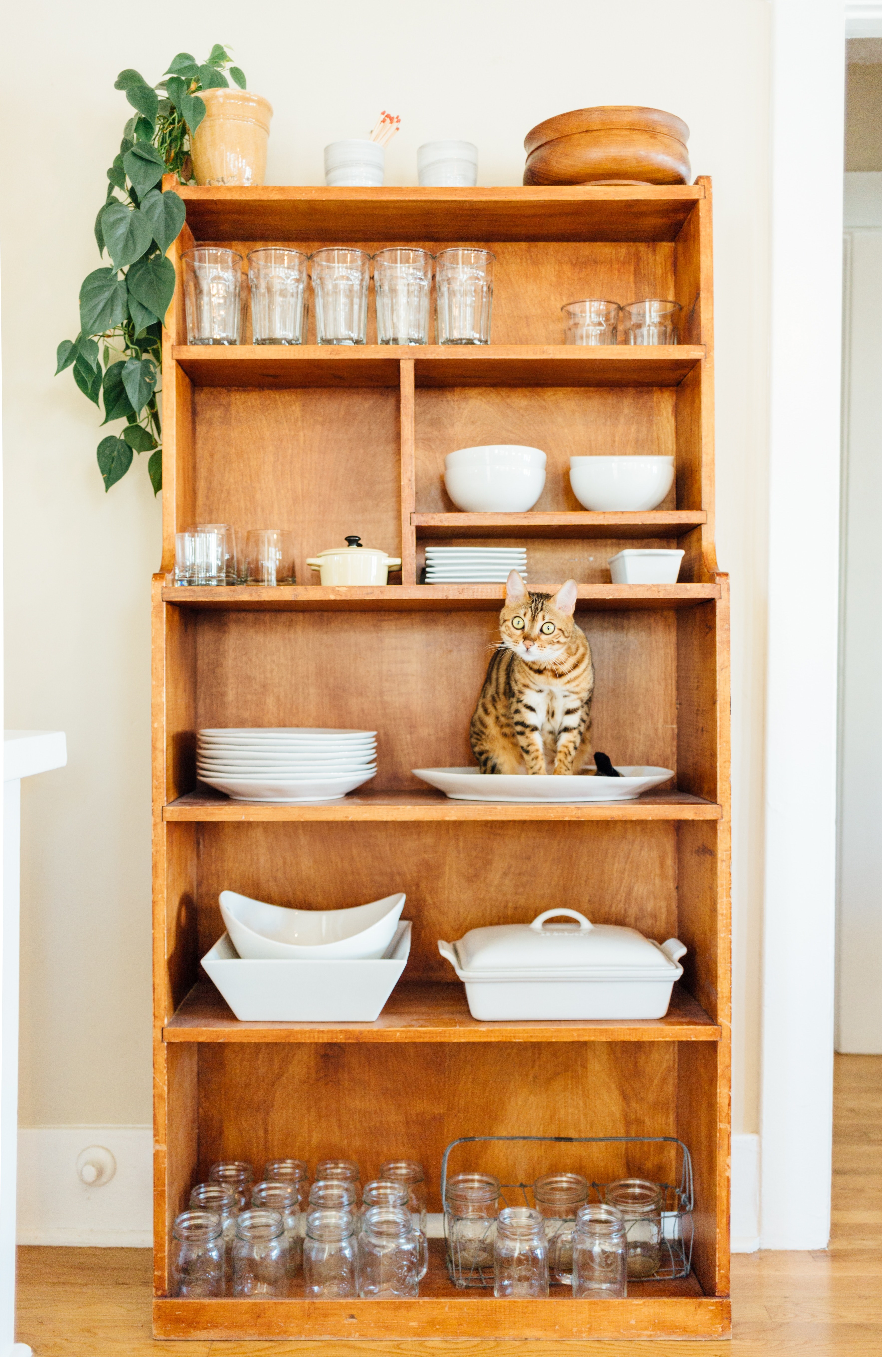 shelf cat plant and plate hd, 4k, Phone HD Wallpaper