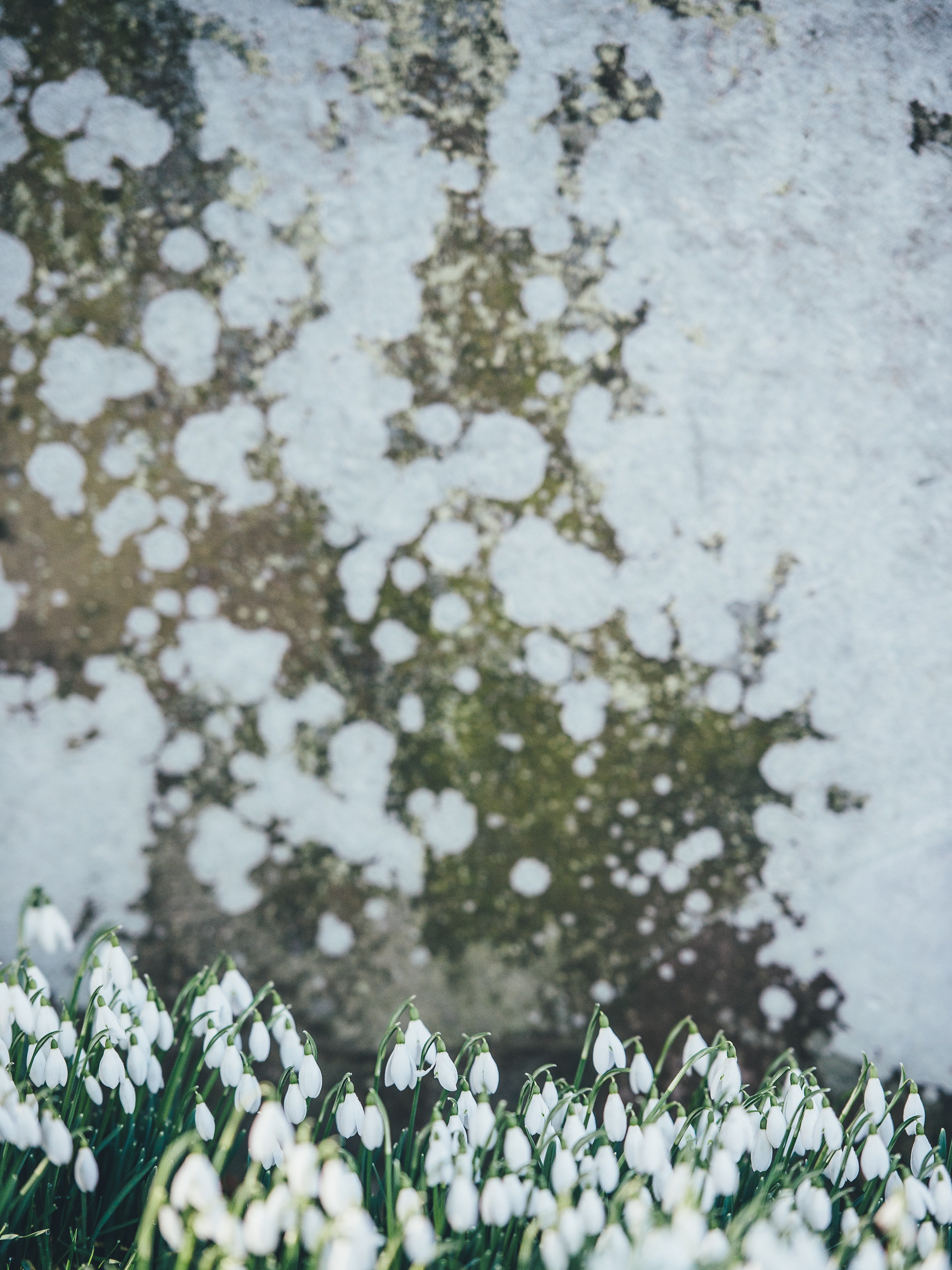 snowdrops growing in front of textured aged stone wall in spring, snowdrops 4k, Phone HD Wallpaper