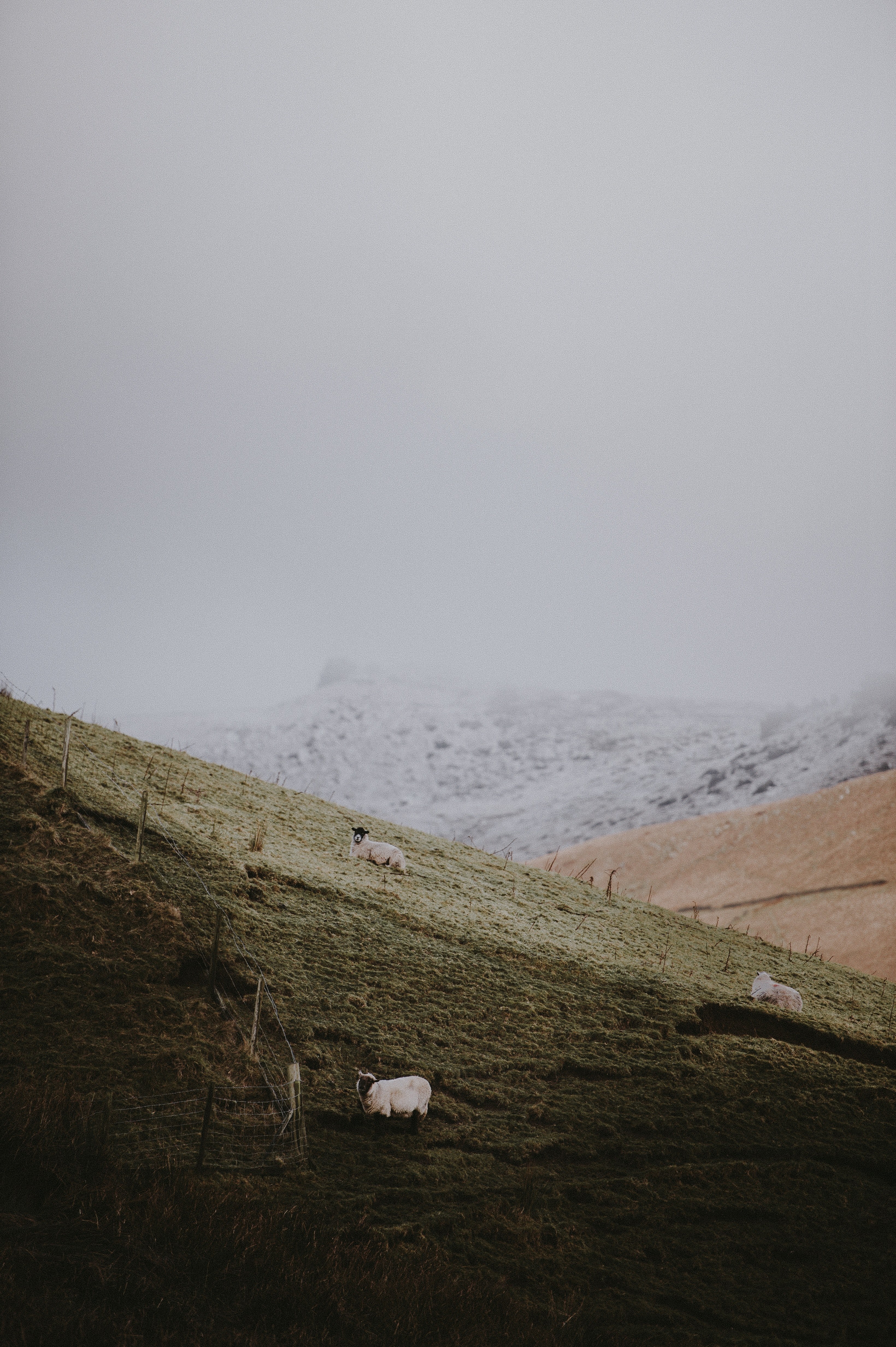 hardy sheep 4k, Phone HD Wallpaper