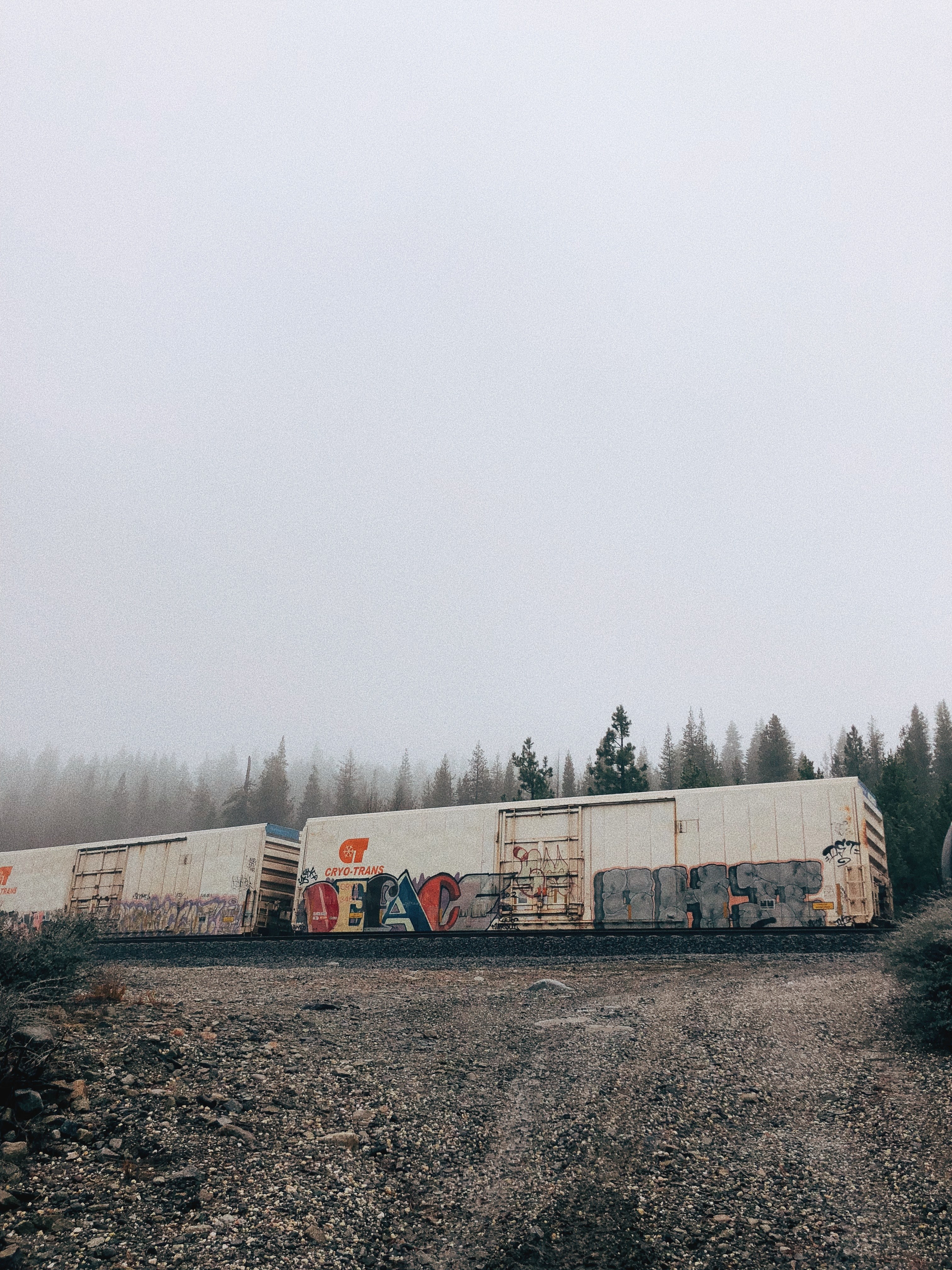 container tree woodland and forest hd, 4k, Phone HD Wallpaper