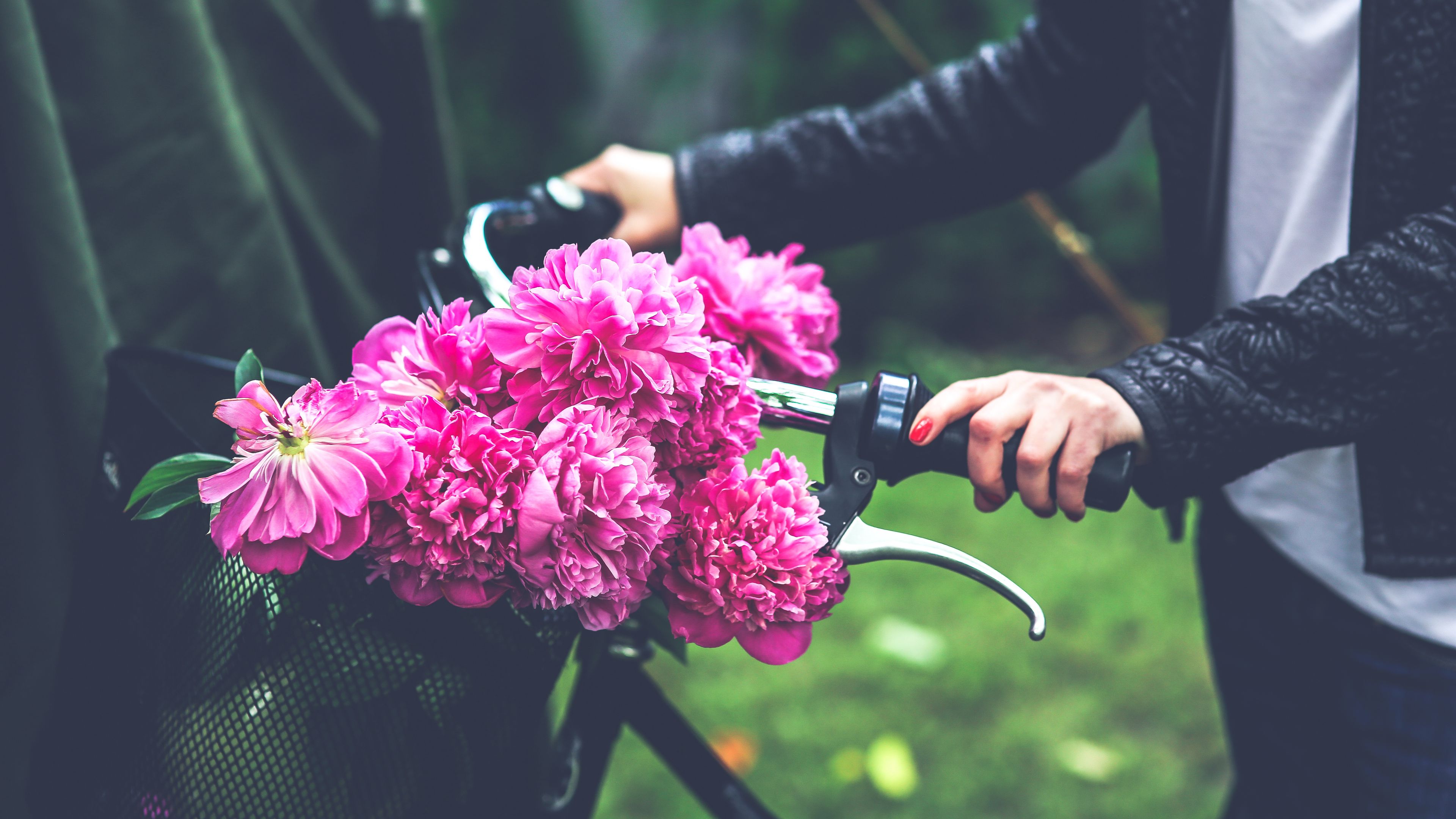 flowers, peonies, bicycle, hand, 4k, HD Wallpaper