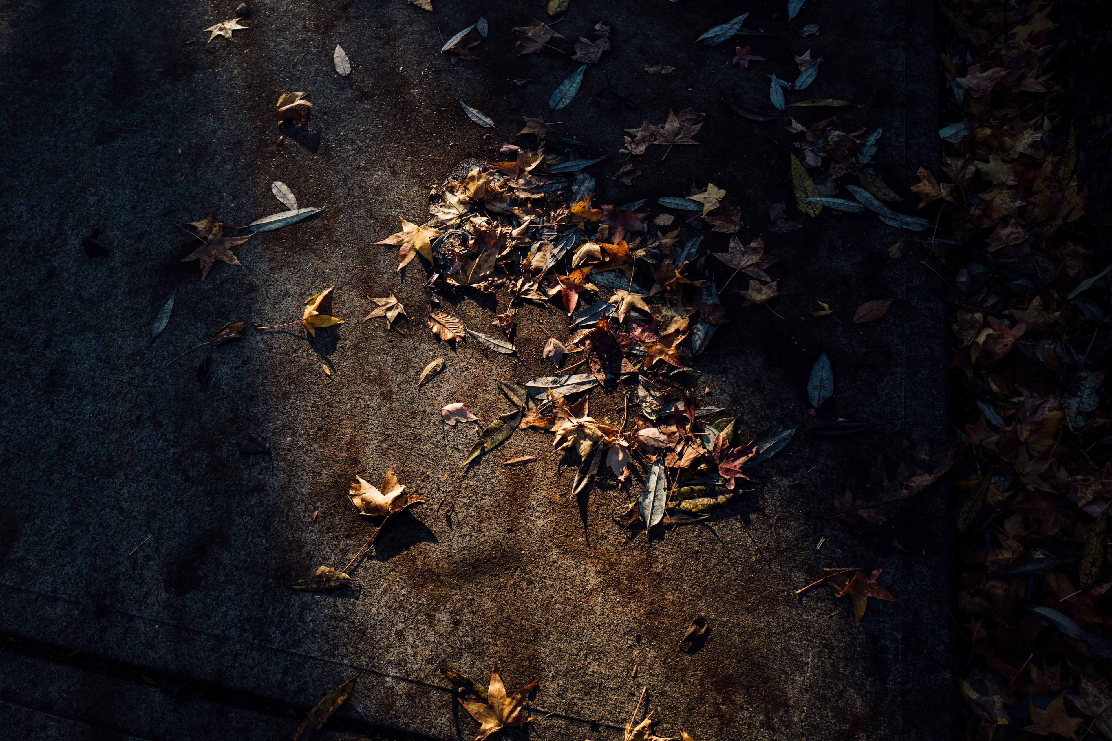 a background made up of leaves on a sherwood street with an overlapping shadow, fall leaves on the pavement 4k, HD Wallpaper