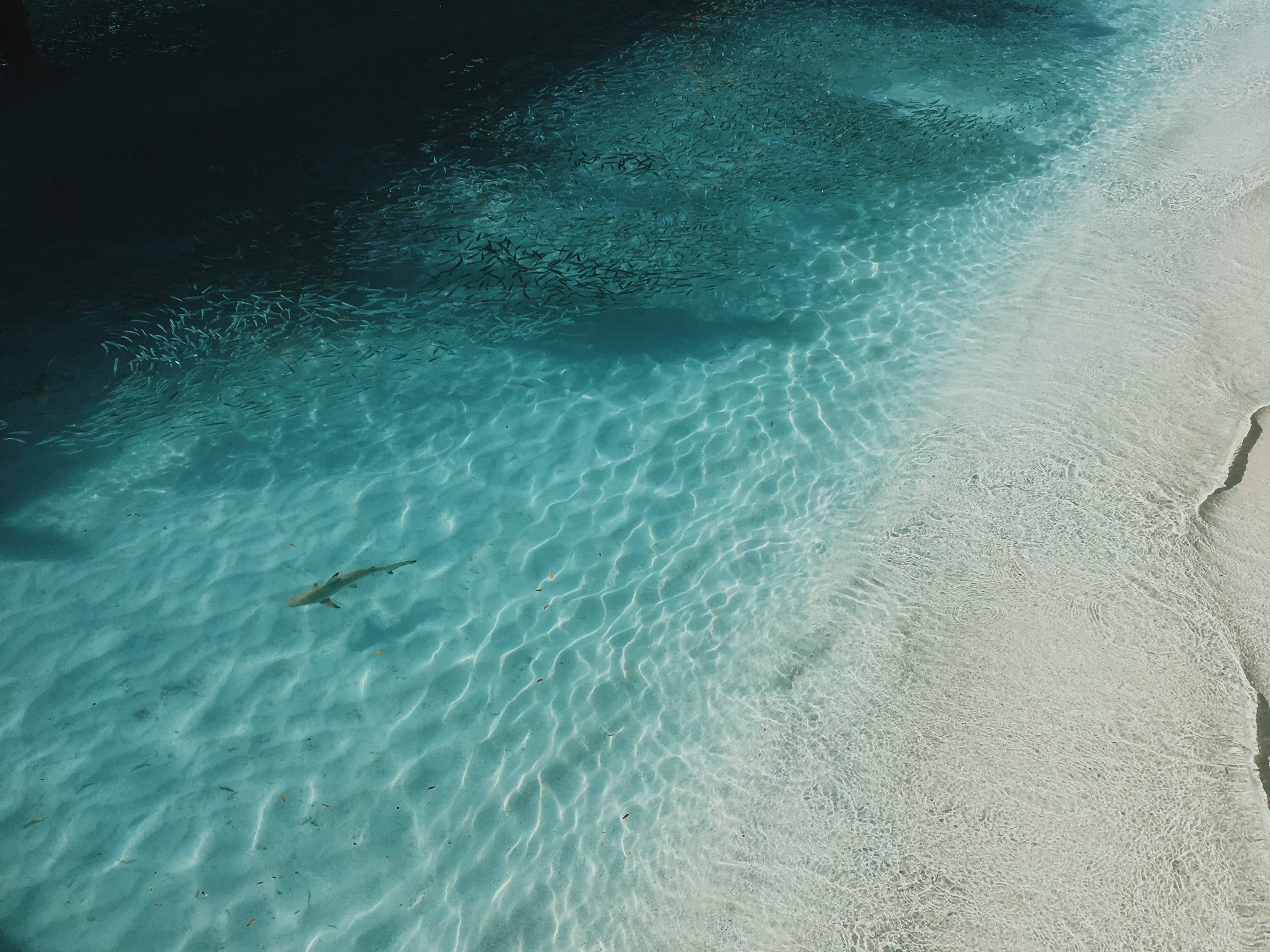 drone view of shark swimming in clear shallow waters in meeru island resort amp spa sand beach, dont belong in a soup bowl_ 4k, HD Wallpaper