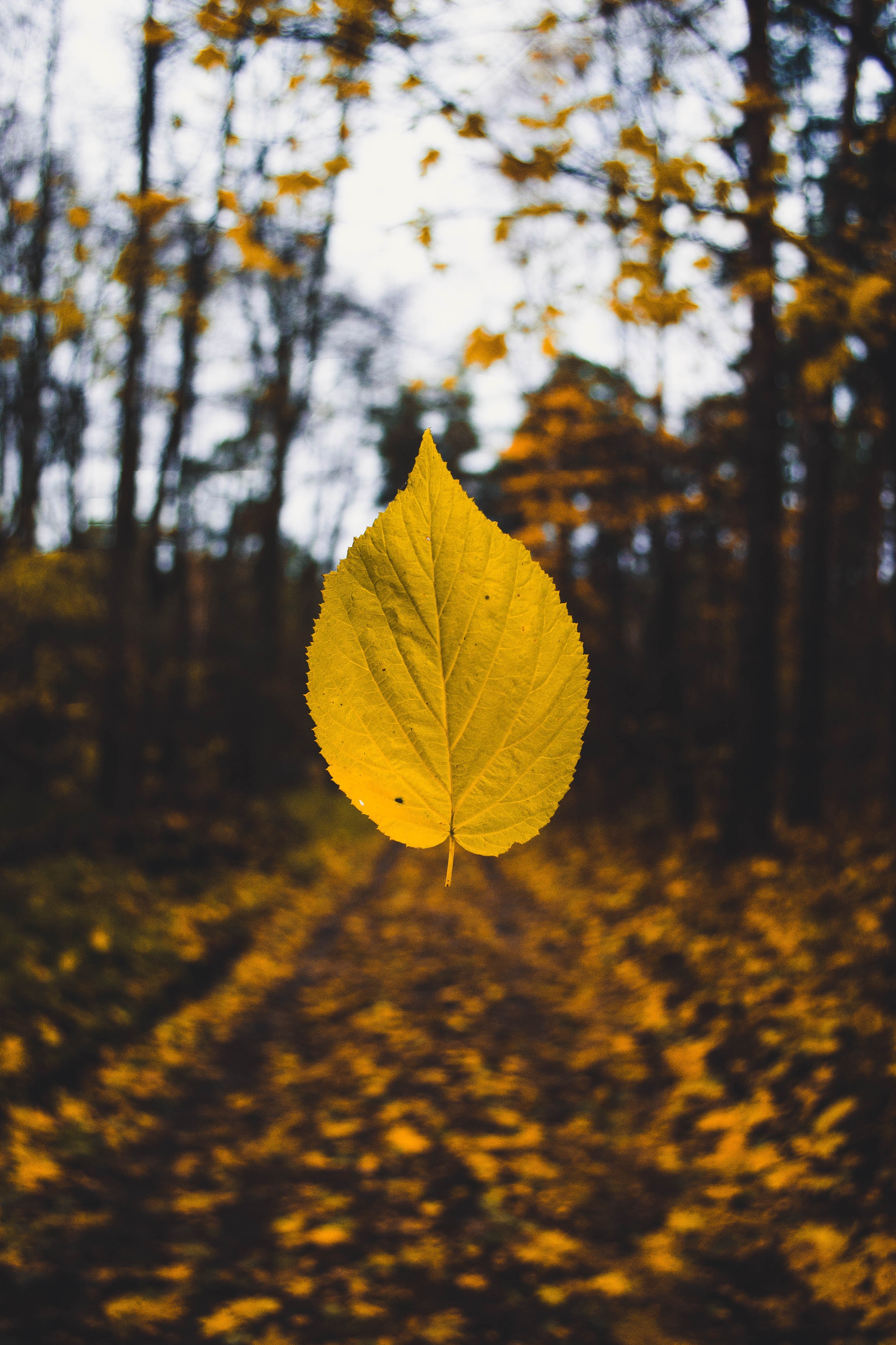 a yellow autumn leaf suspended in the air over the forest floor, yellow leaf mid air 4k, Phone HD Wallpaper