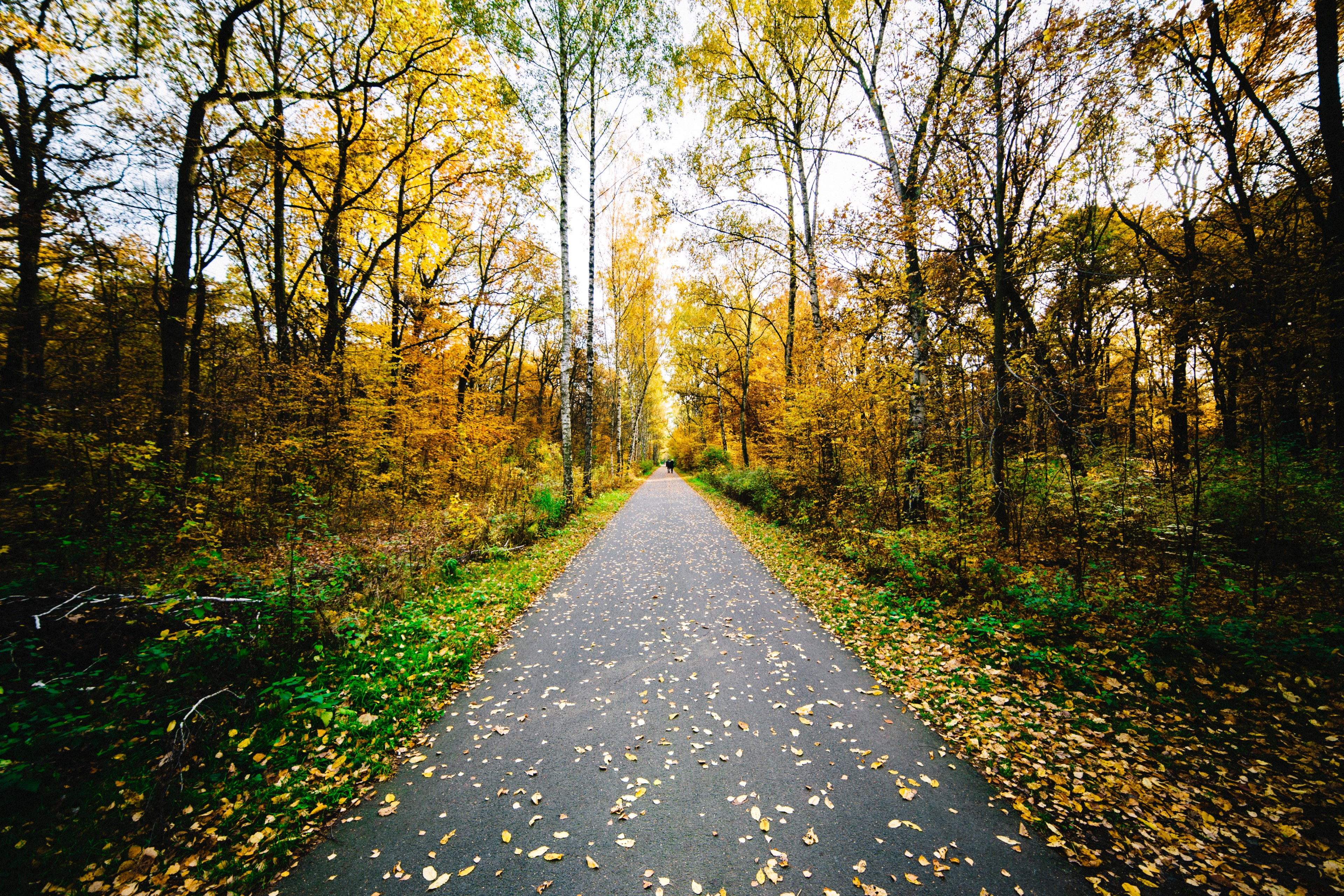autumn leaves on a narrow asphalt road in plnterwald, narrow tree lined road 4k, HD Wallpaper