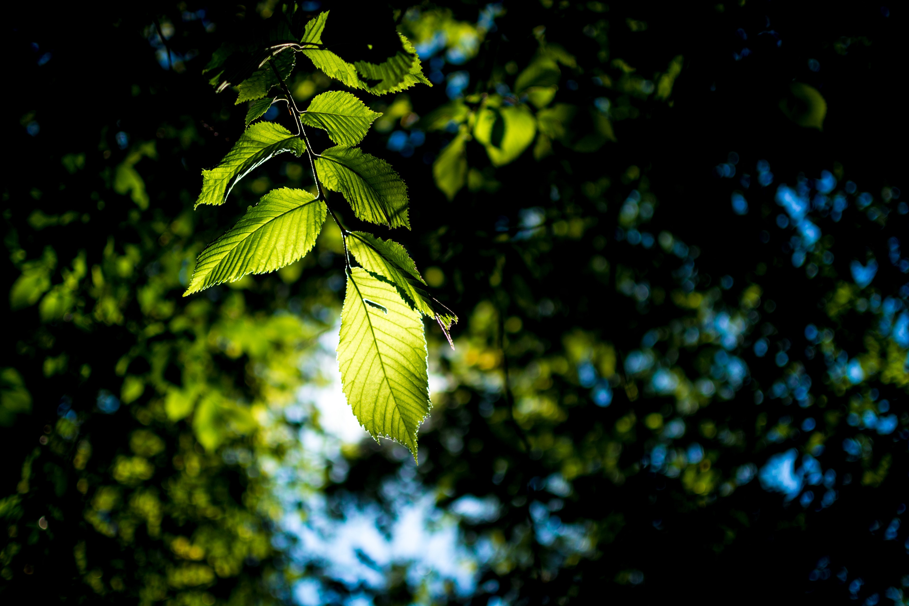 tree sunlight sun and summer 4k, HD Wallpaper