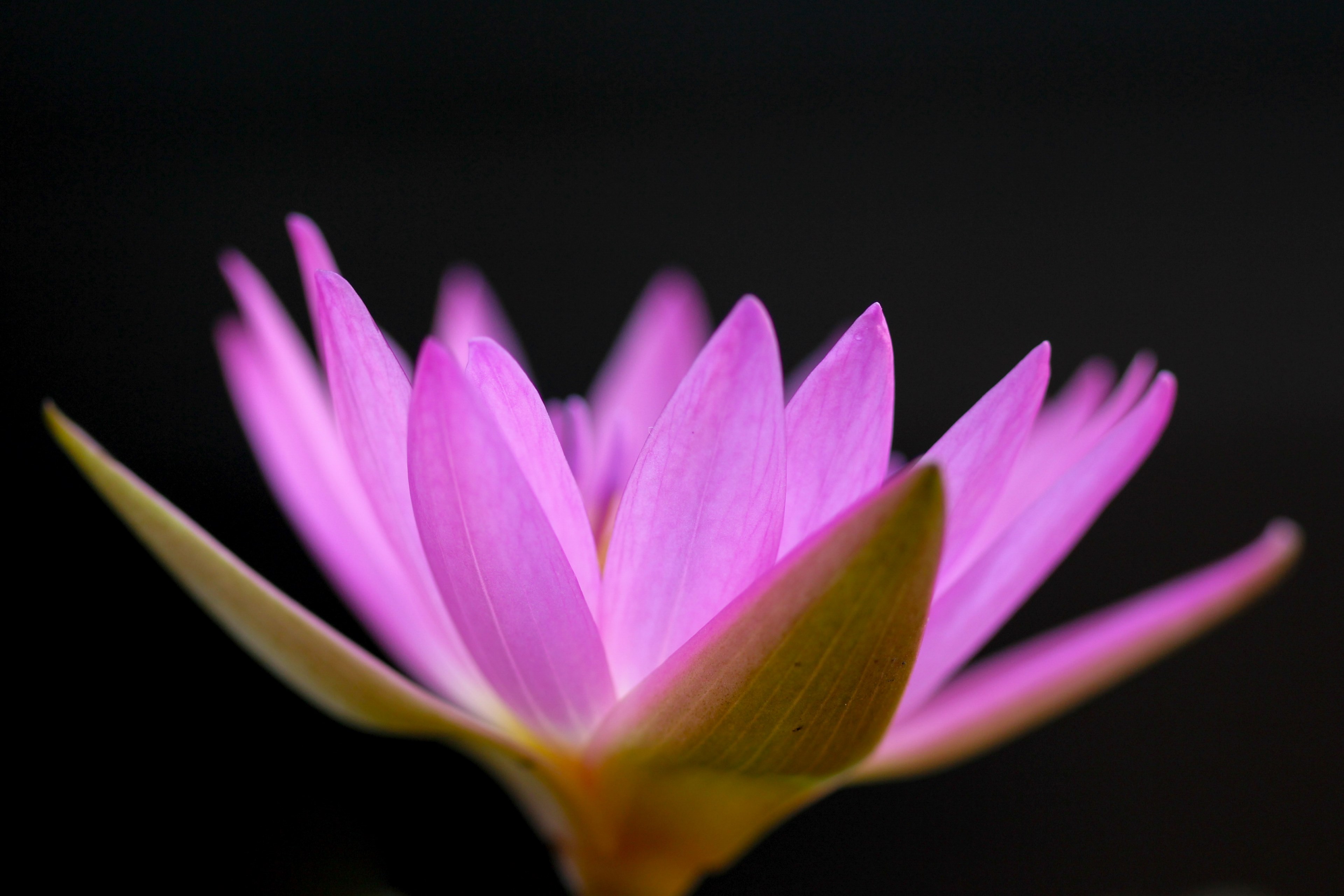 taiwan borisworkshop flower and pink 4k, HD Wallpaper