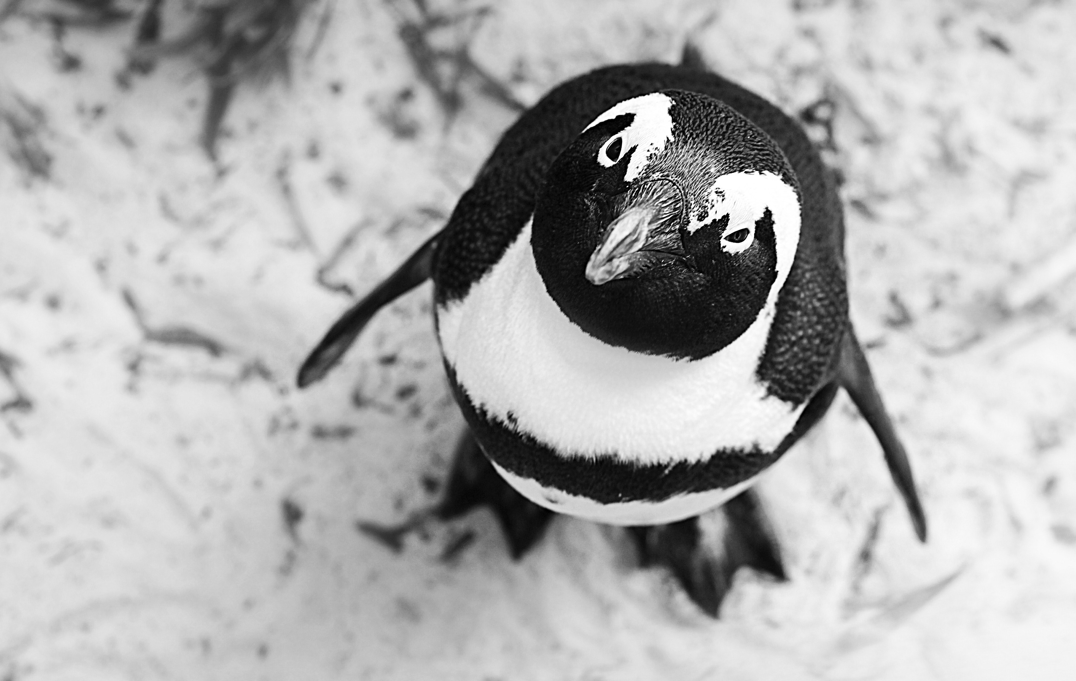 animal black and white penguin and seabird 4k, HD Wallpaper