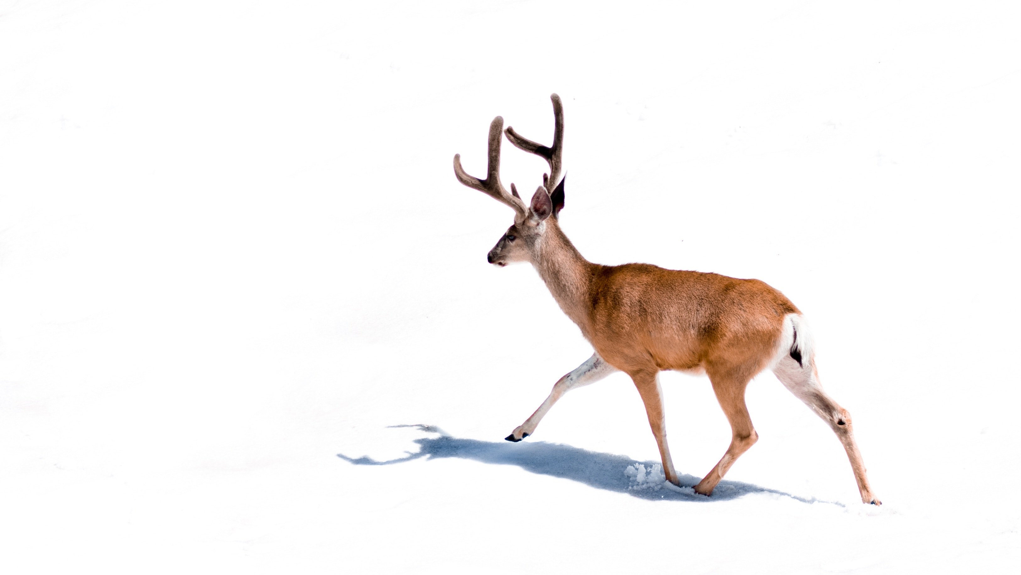 a deer walking through the snow at mineral king in sequoia national park california, trot 4k, HD Wallpaper