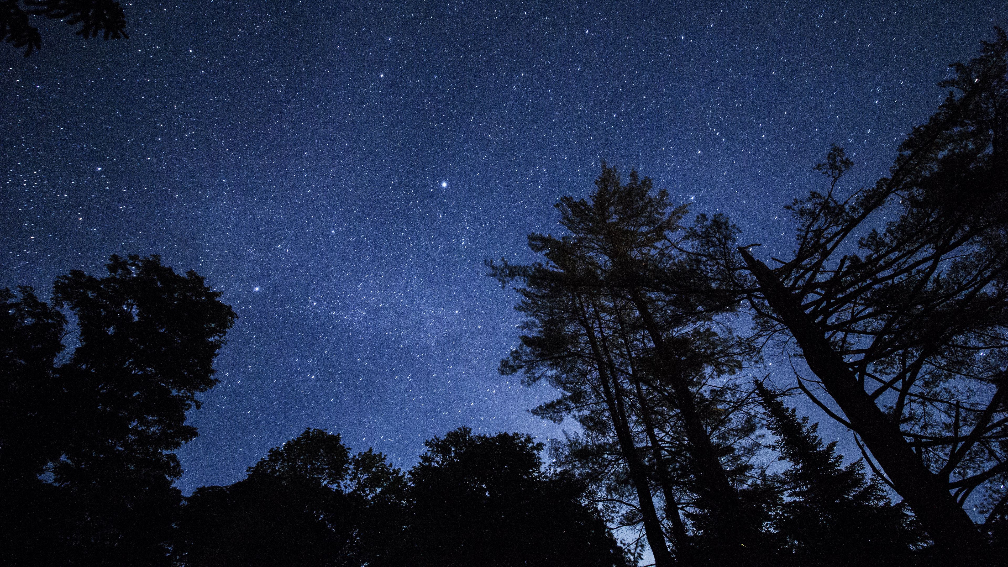 starry sky, trees, stars, night, 4k, HD Wallpaper