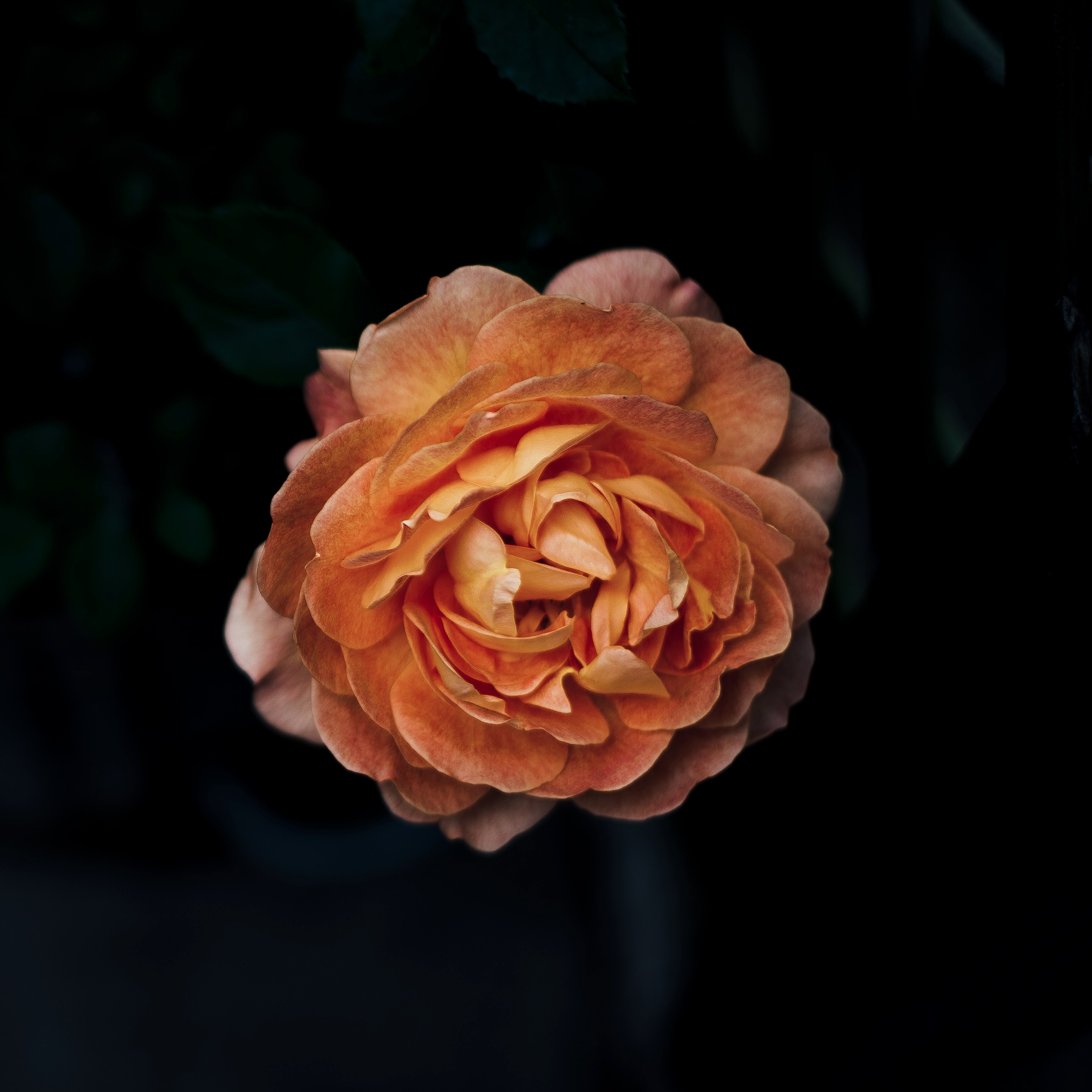 rose petal orange and flower 4k, HD Wallpaper