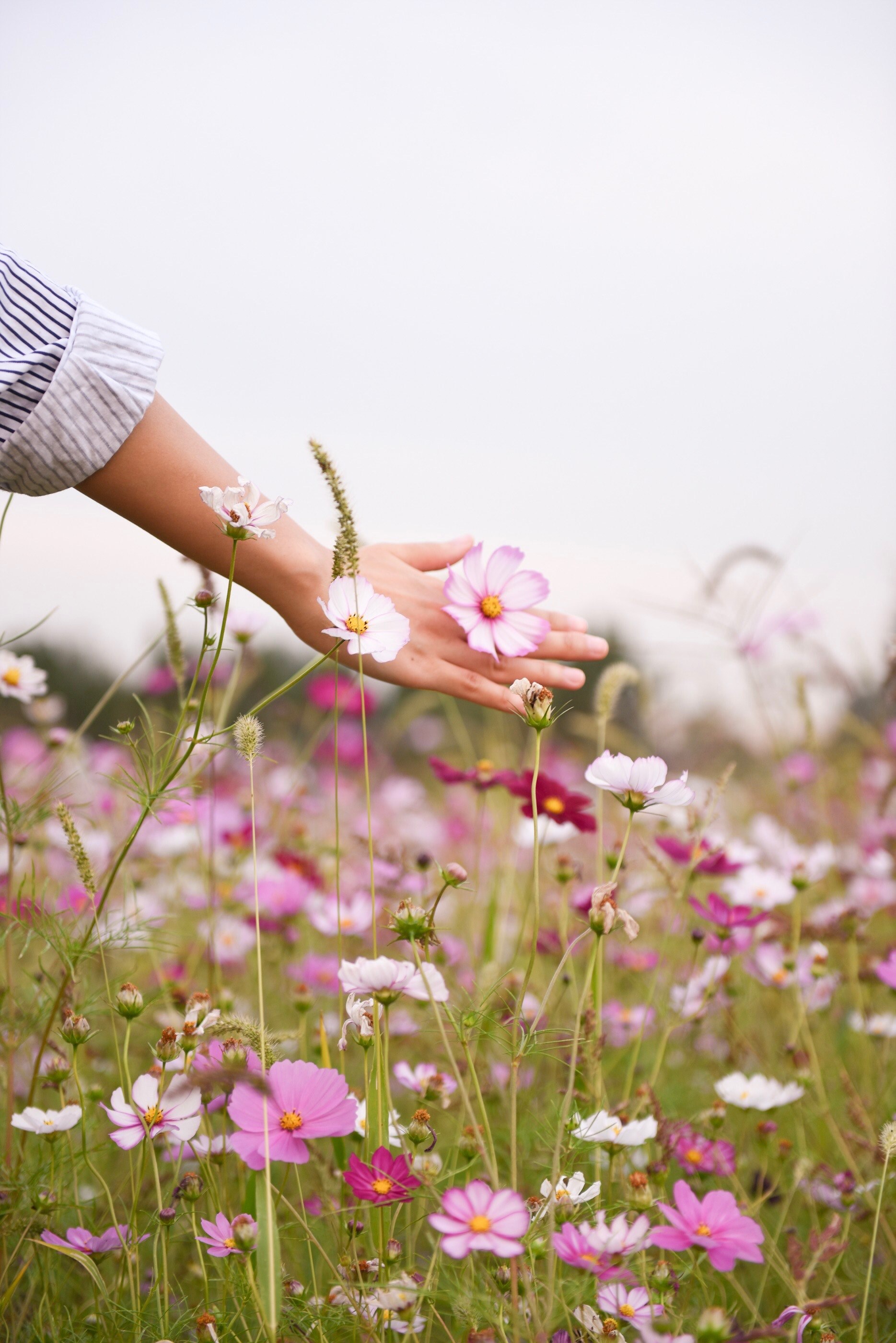 a womans hand gently touching a pink flower in the meadow, strolling in a flower meadow 4k, Phone HD Wallpaper